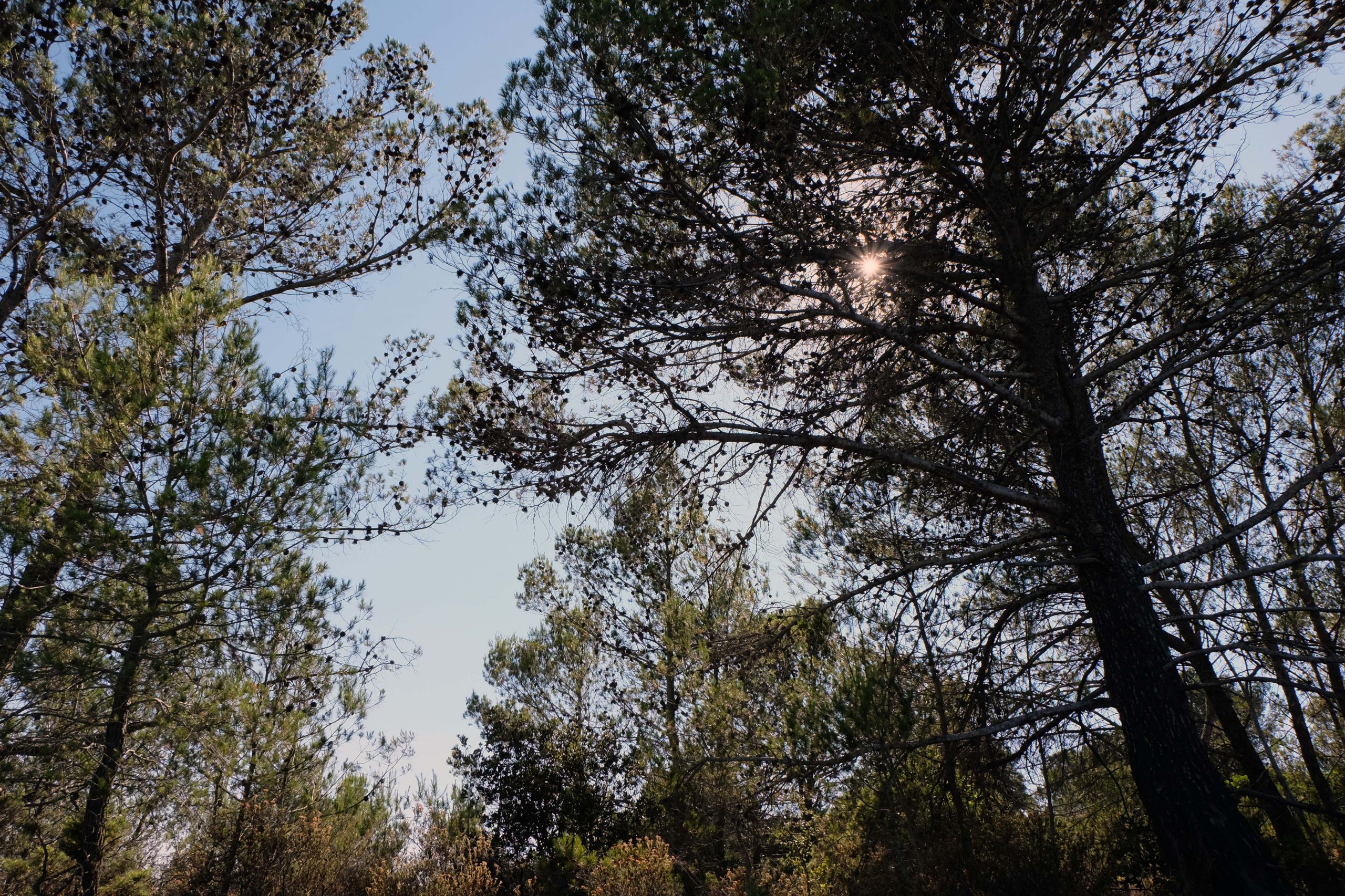 Fonds d'cran Nature Arbres - Forts 