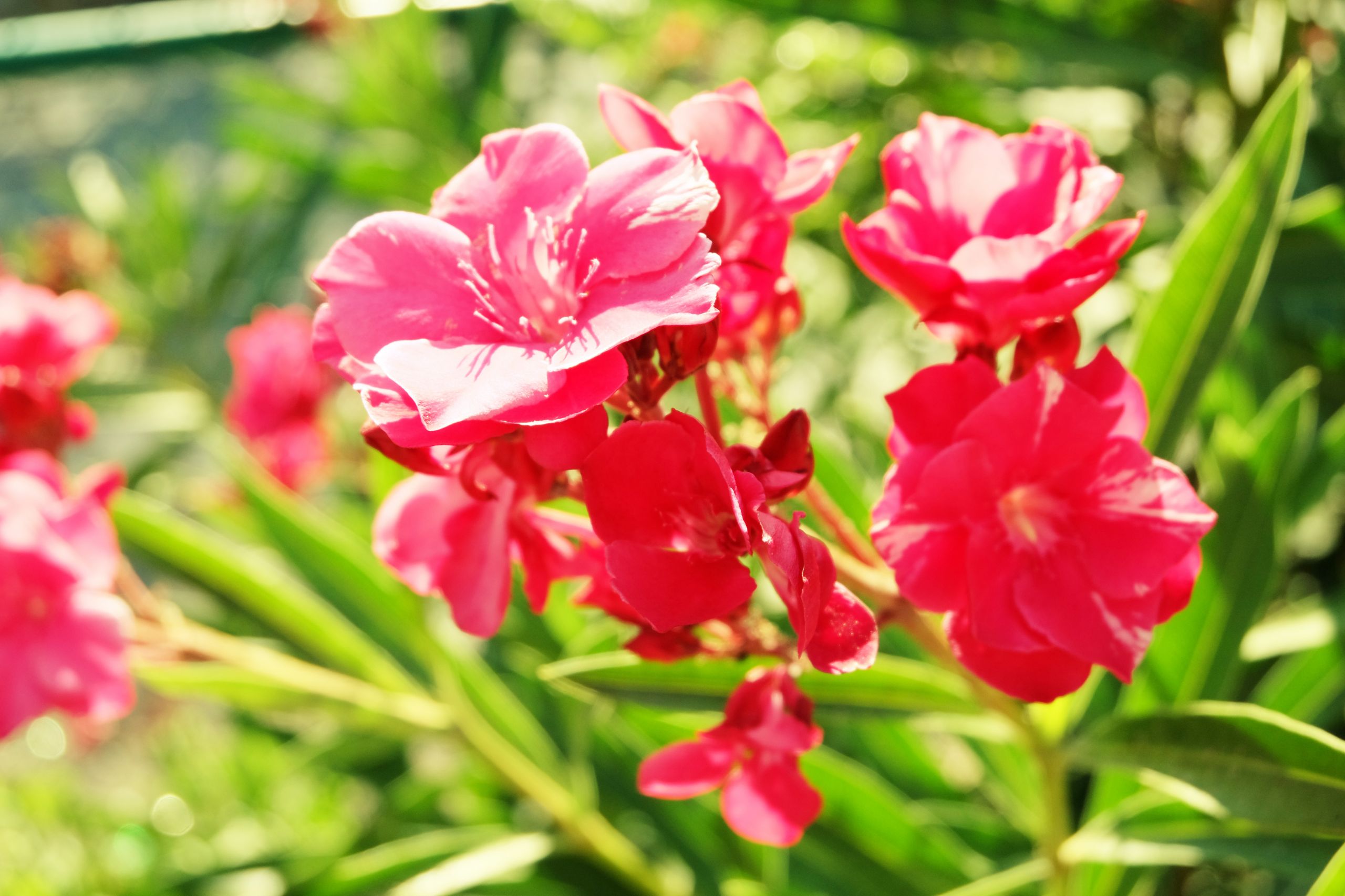 Fonds d'cran Nature Fleurs 