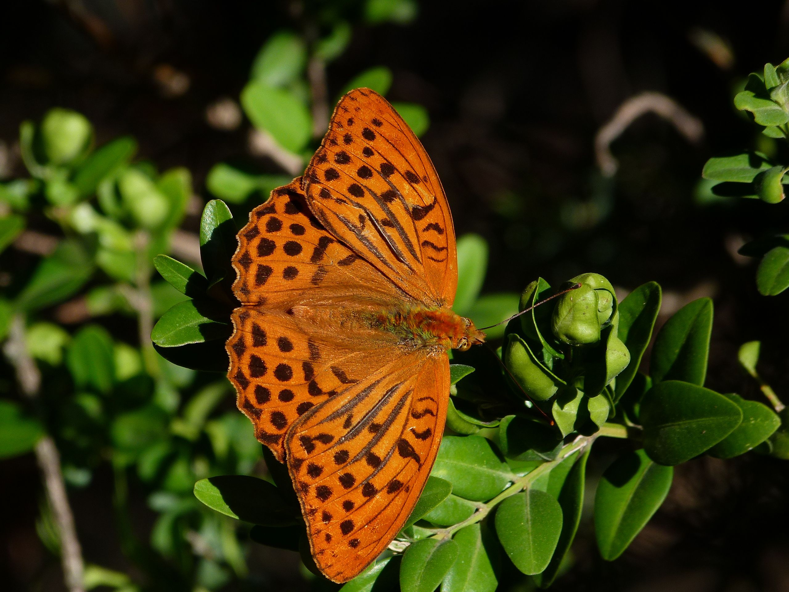 Fonds d'cran Animaux Insectes - Papillons Le tabac d&#8217;Espagne 