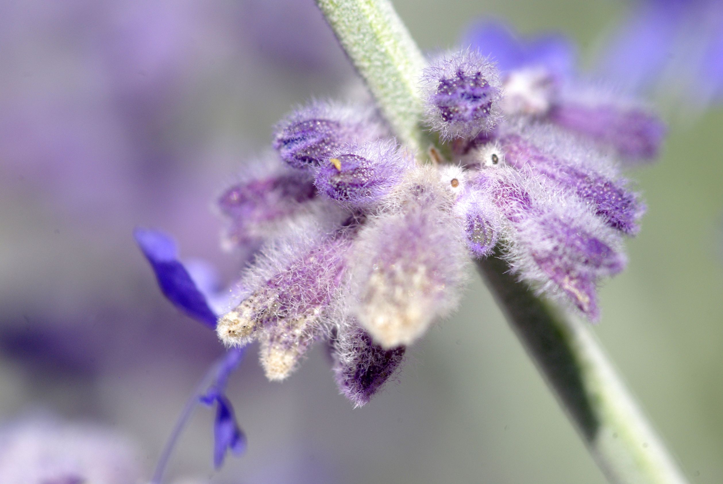 Fonds d'cran Nature Fleurs Araigne vgtale