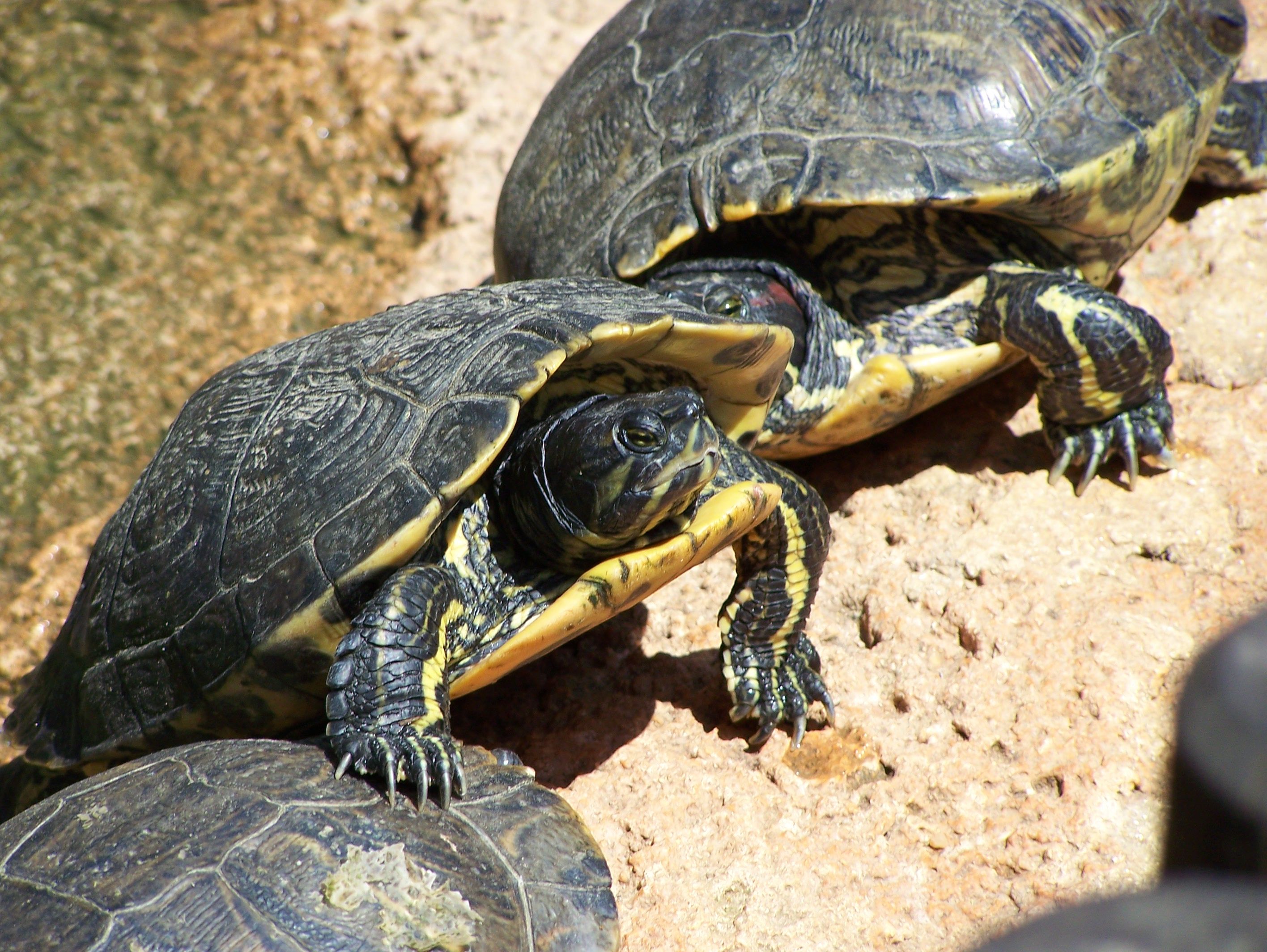 Fonds d'cran Animaux Tortues 