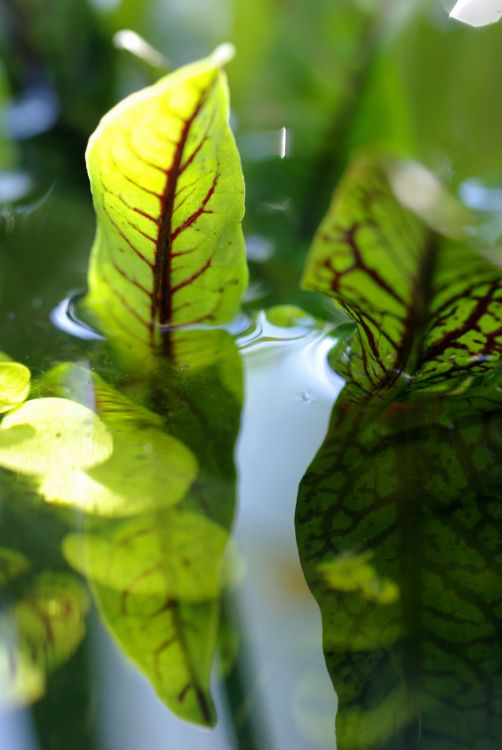 Wallpapers Nature Leaves - Foliage Feuillage aquatique