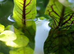  Nature Feuillage aquatique