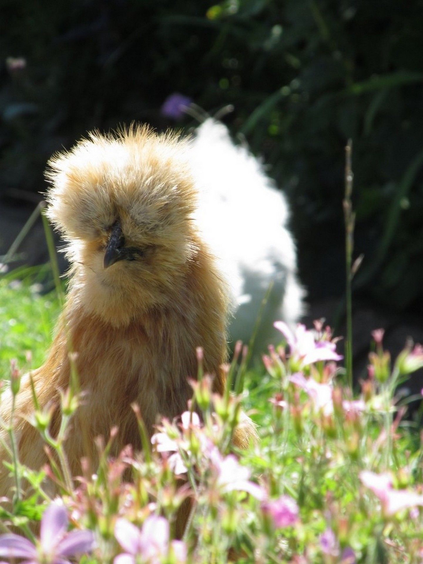 Fonds d'cran Animaux Oiseaux - Coqs et Poules 