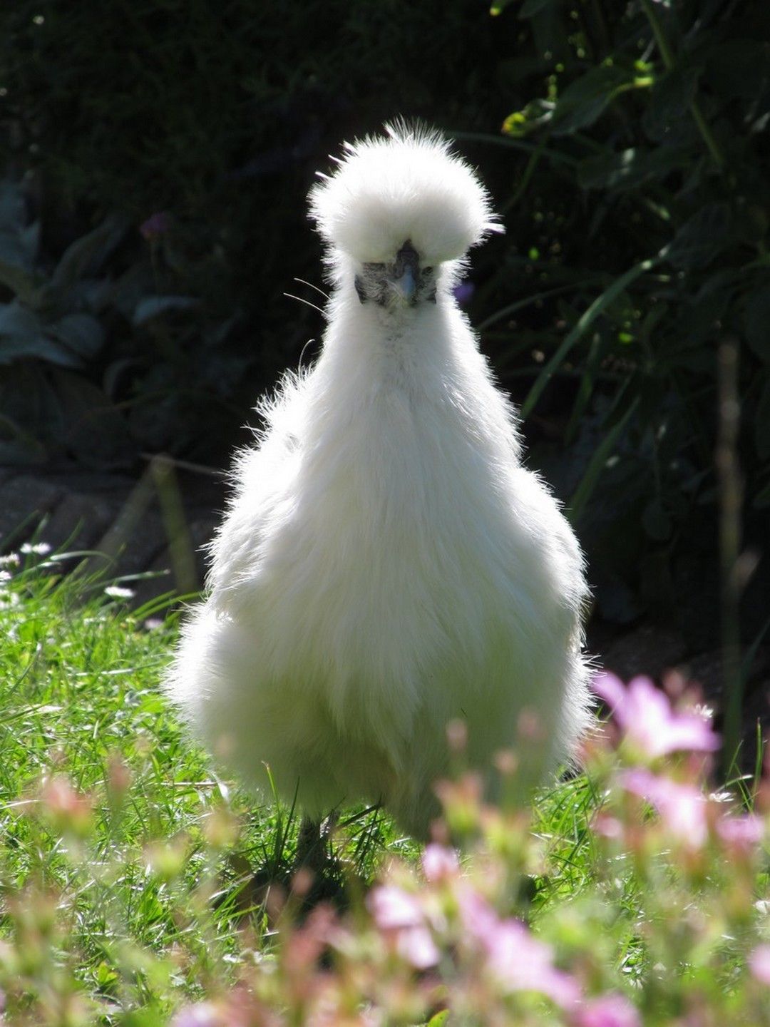 Fonds d'cran Animaux Oiseaux - Coqs et Poules 