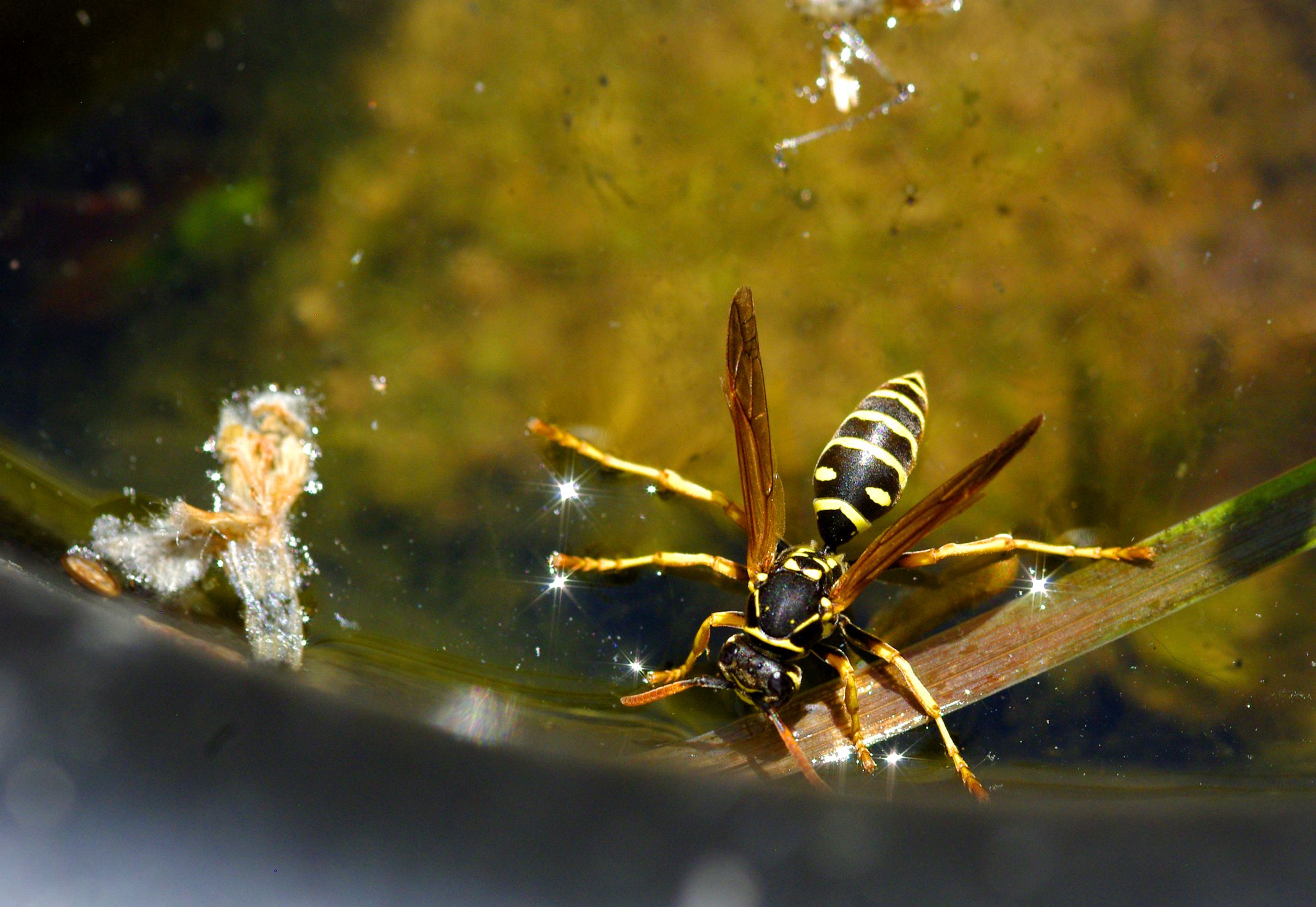 Fonds d'cran Animaux Insectes - Abeilles Gupes ... Marchant sur l'eau