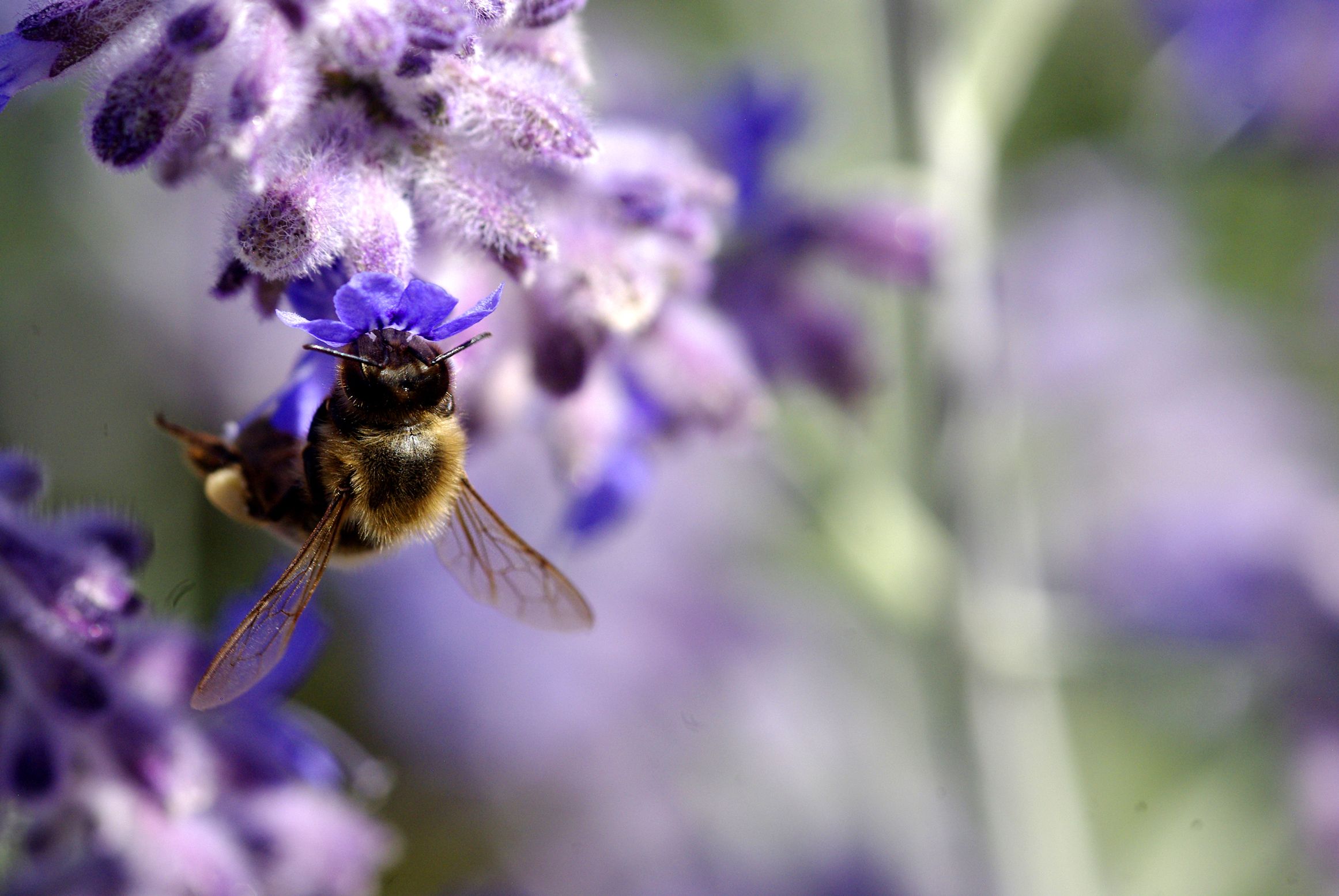 Fonds d'cran Animaux Insectes - Abeilles Gupes ... Butinage