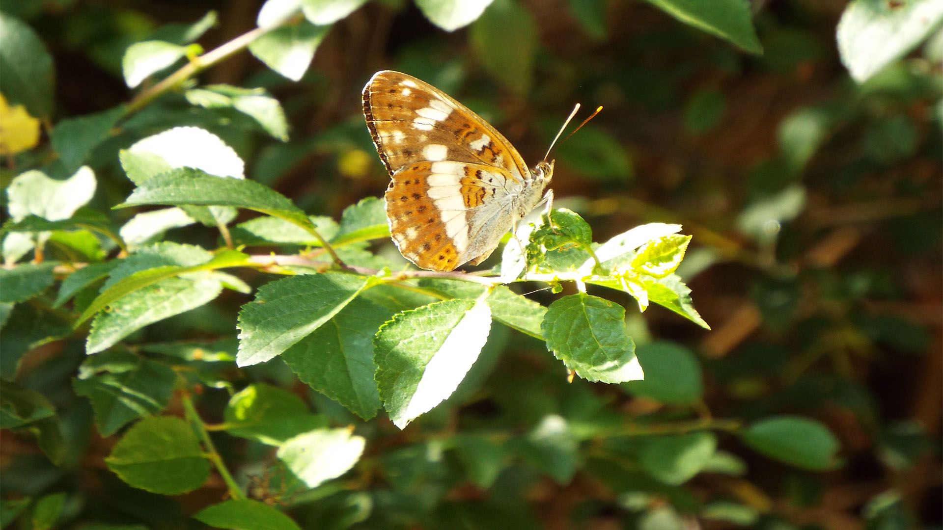 Fonds d'cran Animaux Insectes - Papillons papillon 1