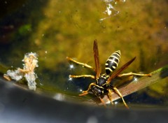  Animaux Marchant sur l'eau