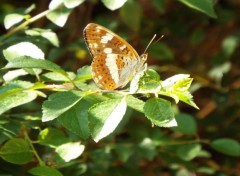  Animals papillon 1