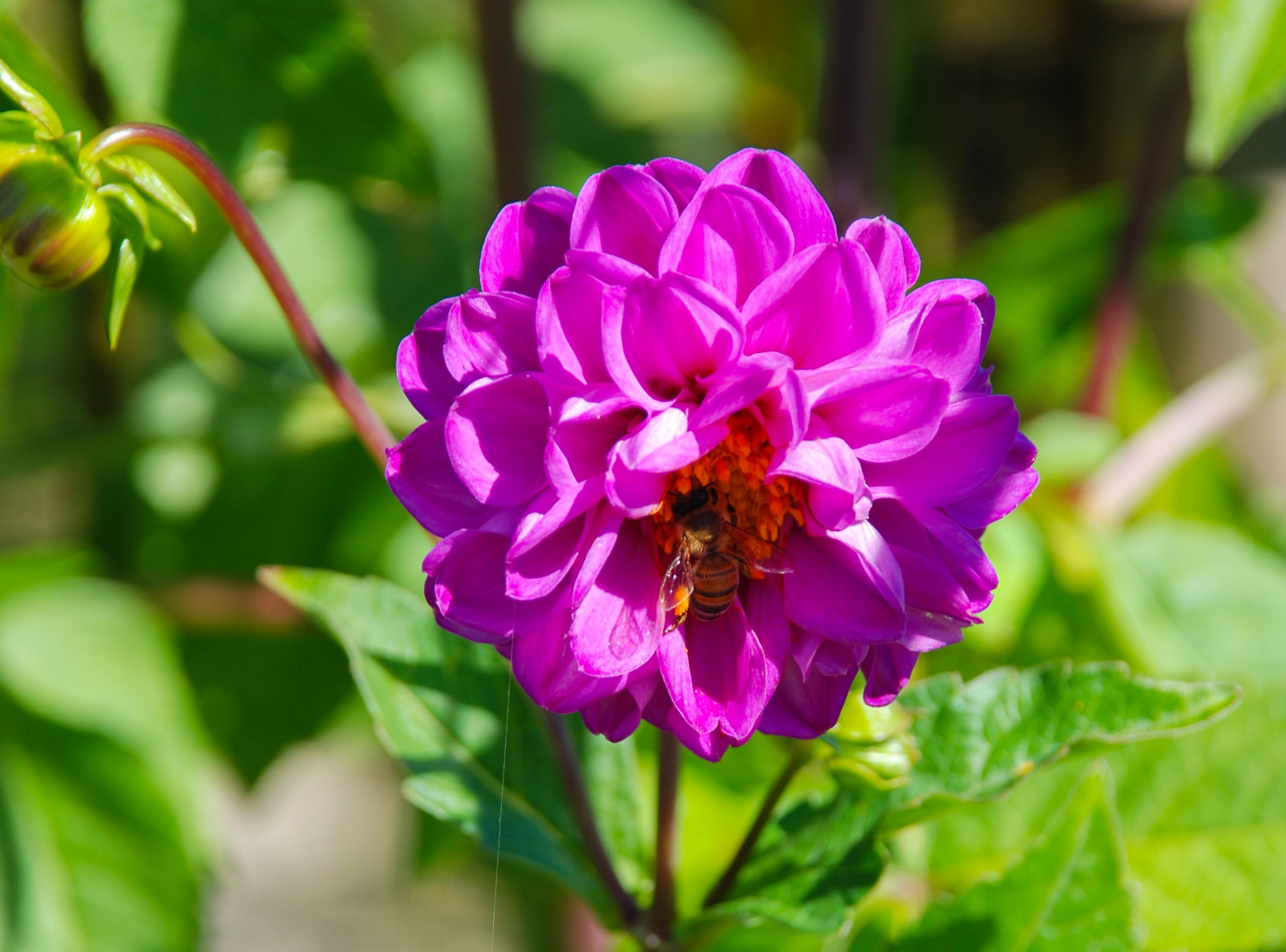 Fonds d'cran Nature Fleurs 