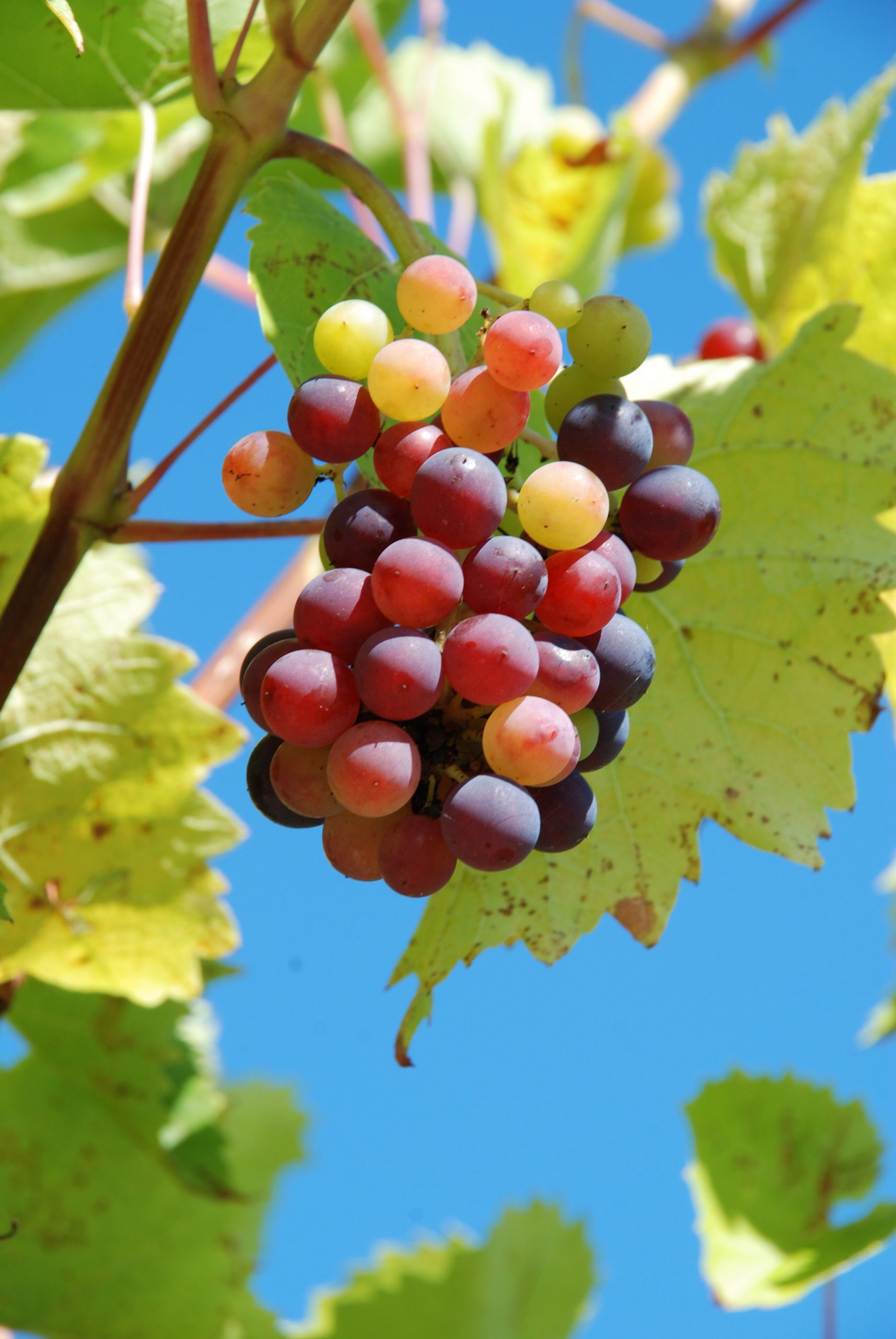 Fonds d'cran Nature Fruits 