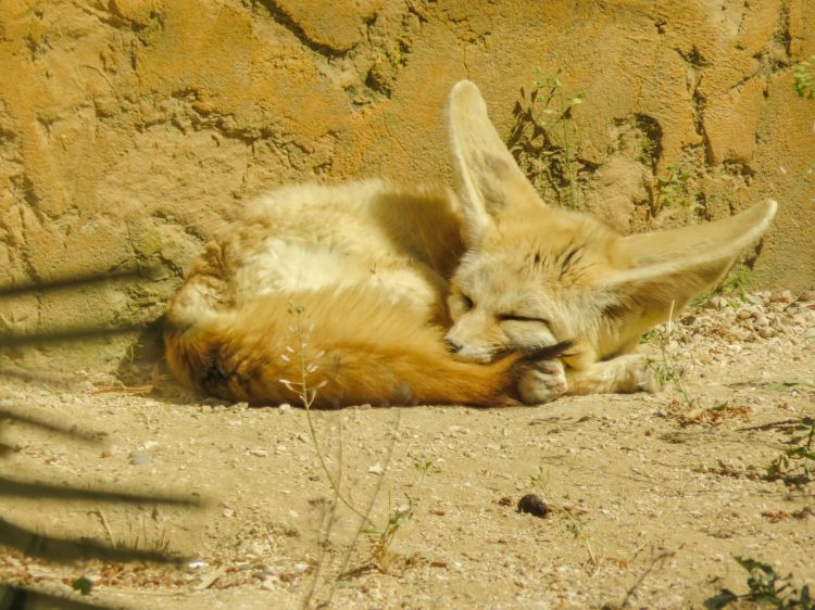 Fonds d'cran Animaux Fennec Wallpaper N410105