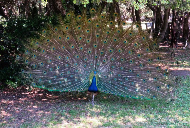 Fonds d'cran Animaux Oiseaux - Paons Wallpaper N410106