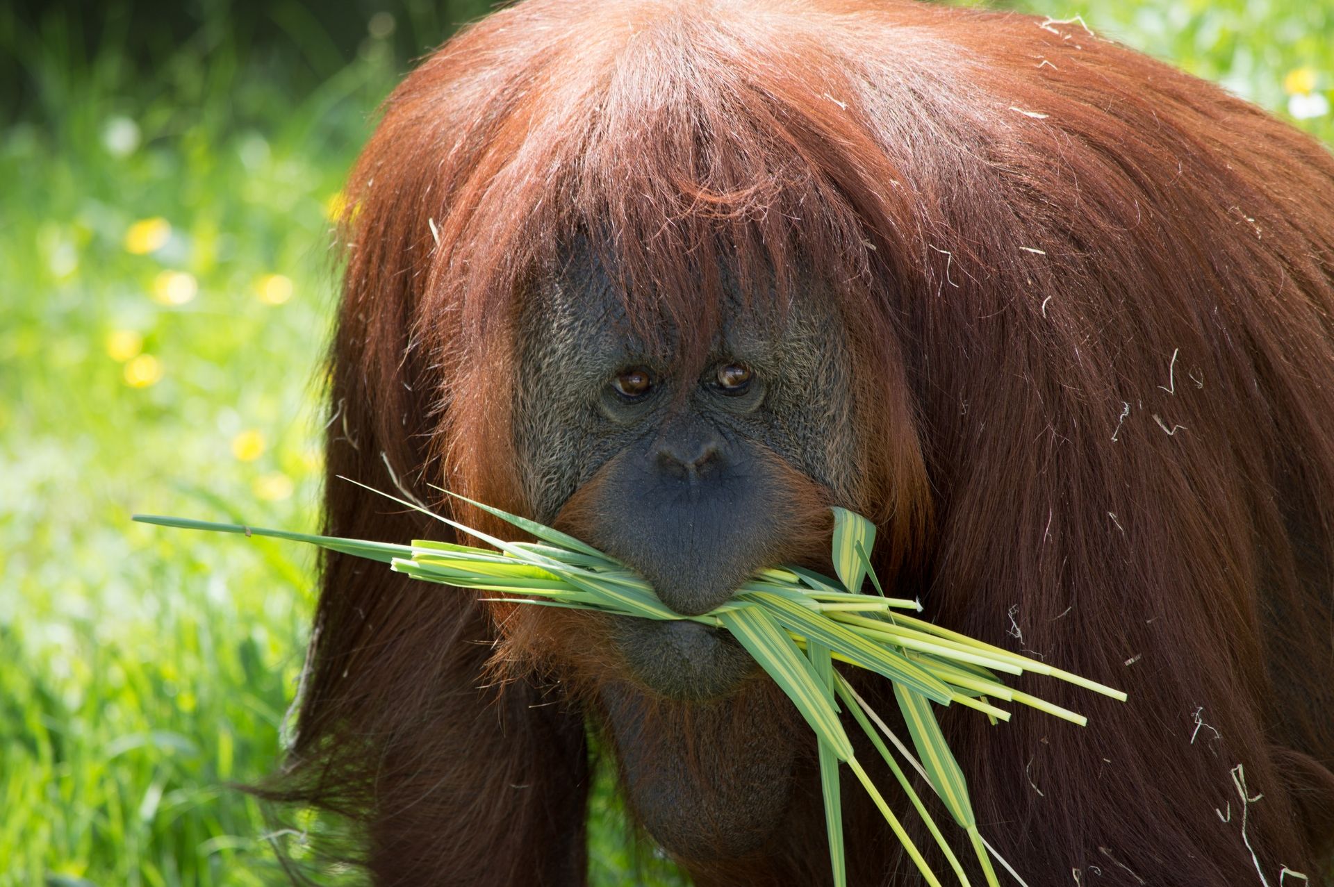 Fonds d'cran Animaux Singes 