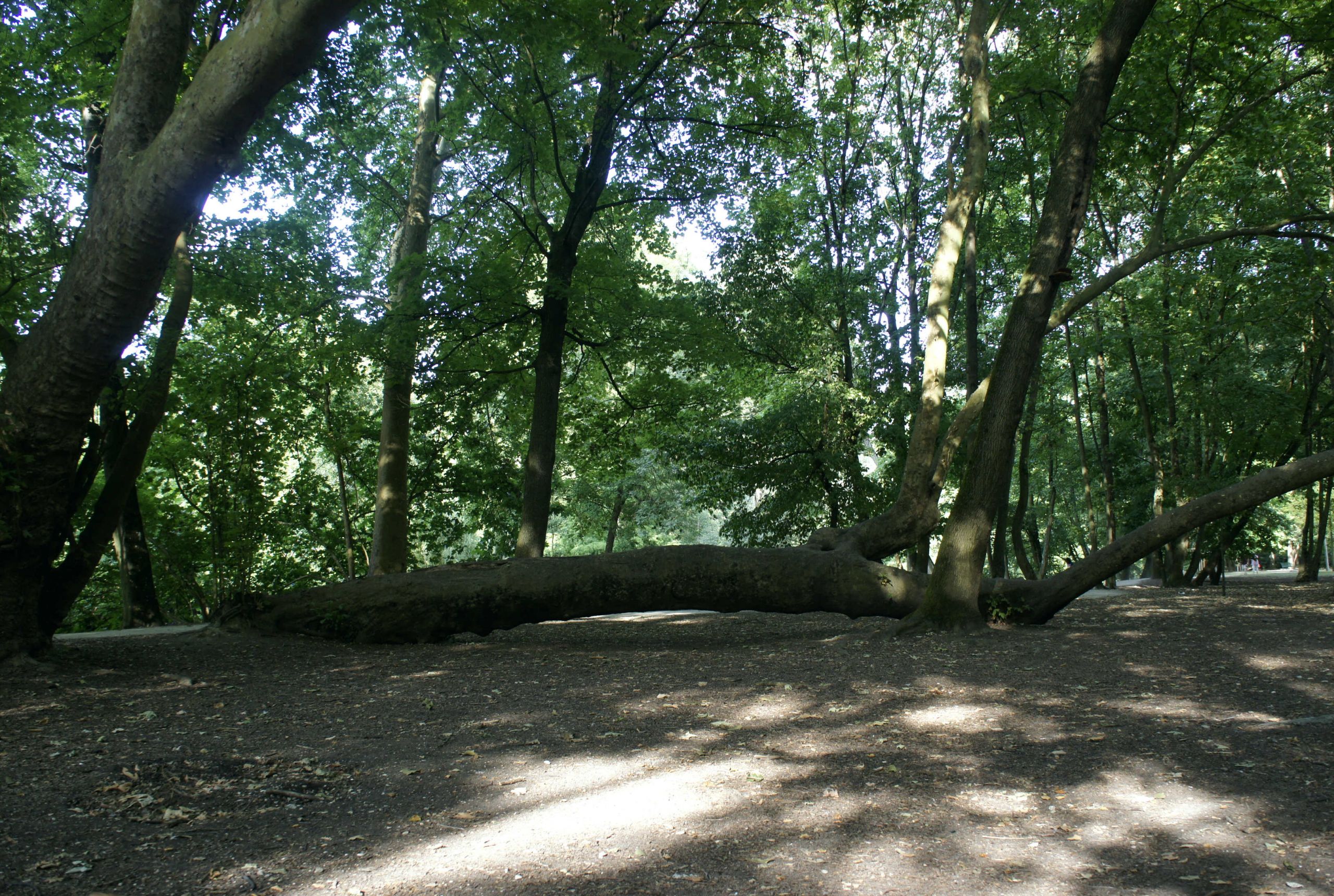 Fonds d'cran Nature Arbres - Forts un rve  d'escalades pour les enfants !