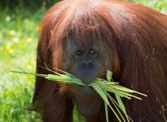  Animaux Image sans titre N410172