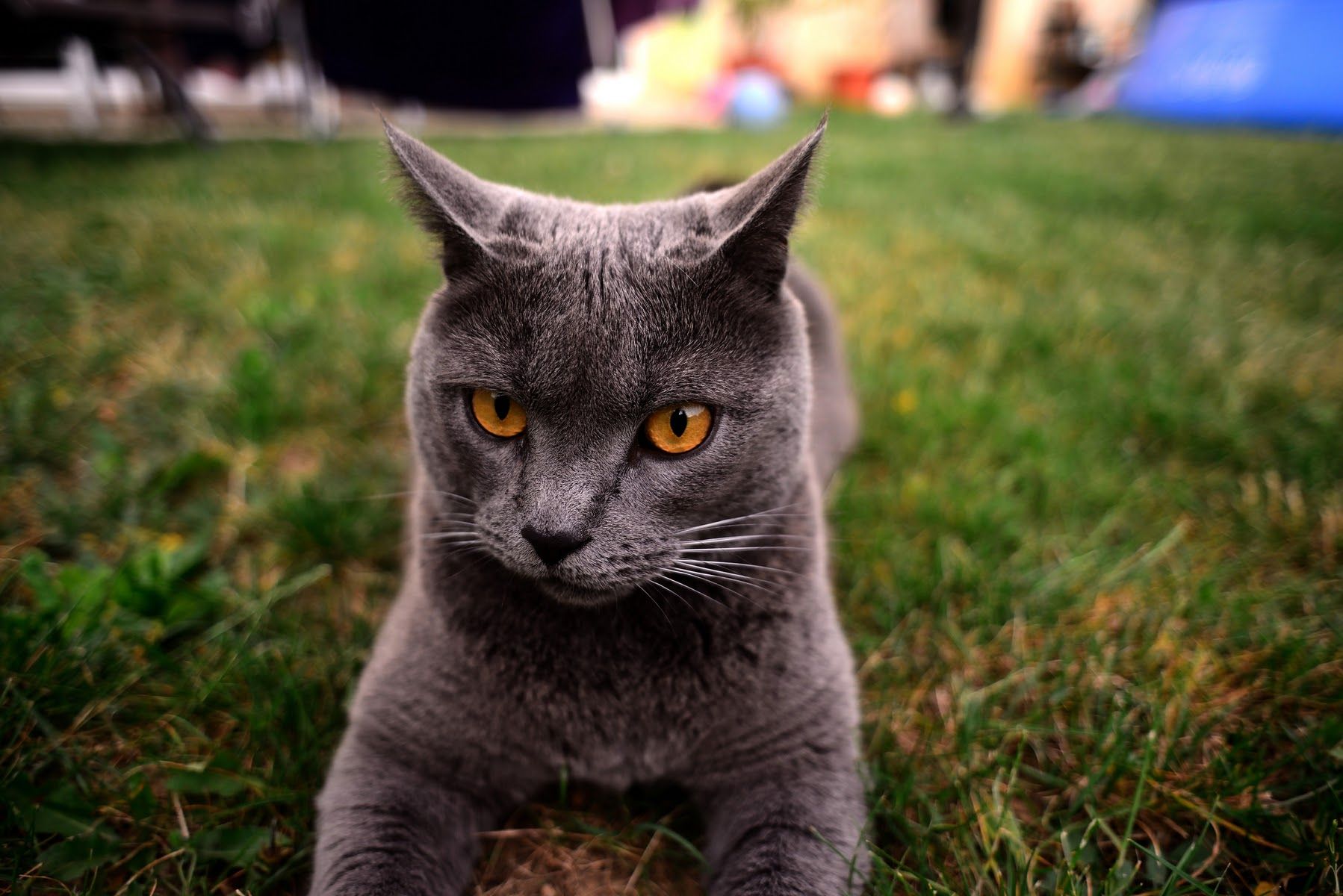 Wallpapers Animals Cats - Kittens Grisbi le chartreux