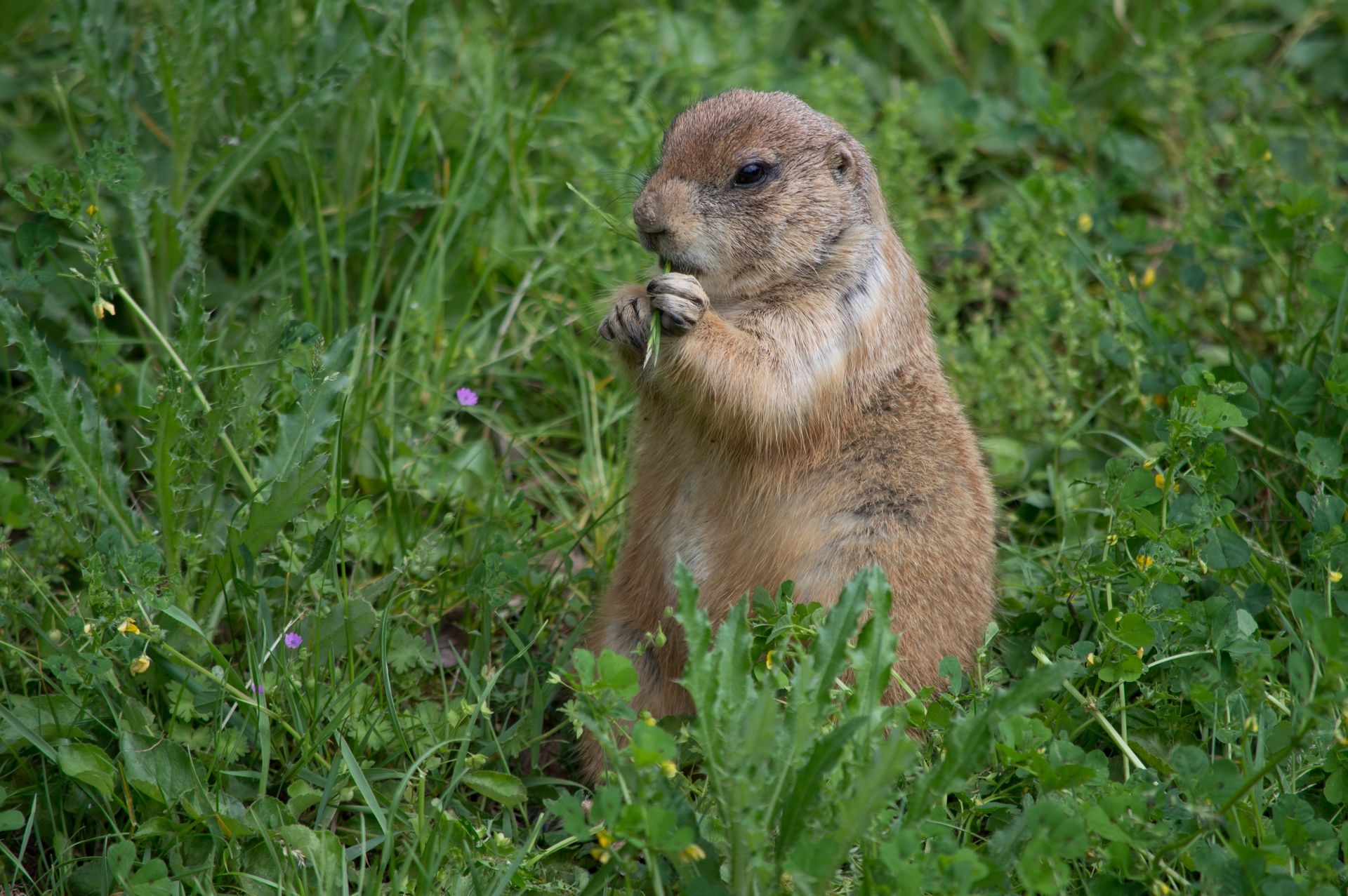 Fonds d'cran Animaux Marmottes 