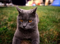  Animals Grisbi le chartreux