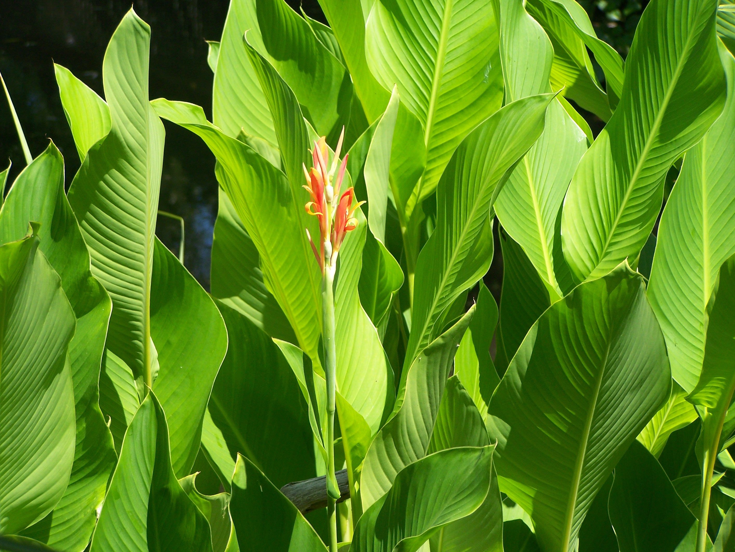 Fonds d'cran Nature Fleurs 