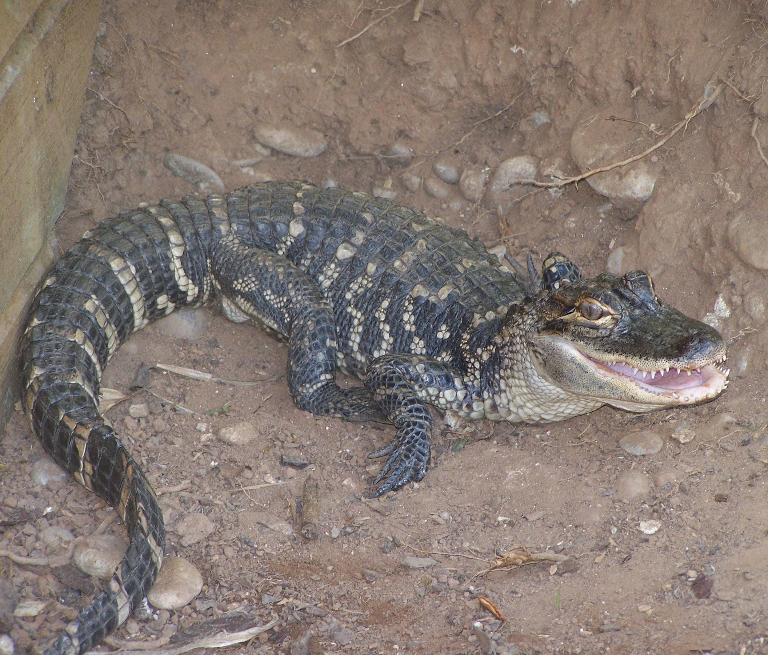 Fonds d'cran Animaux Crocodiles - Alligators - Camans 