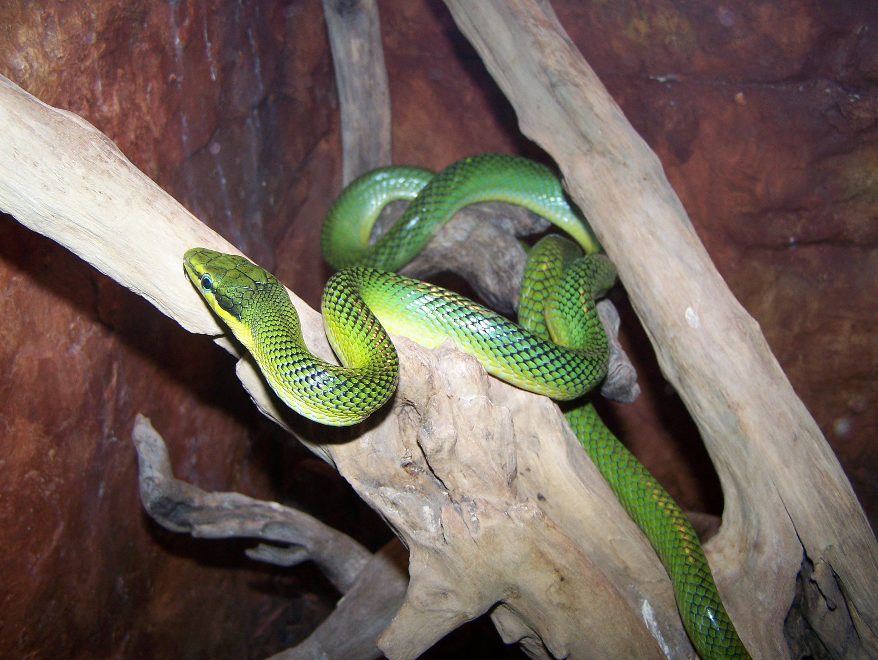 Fonds d'cran Animaux Serpents 