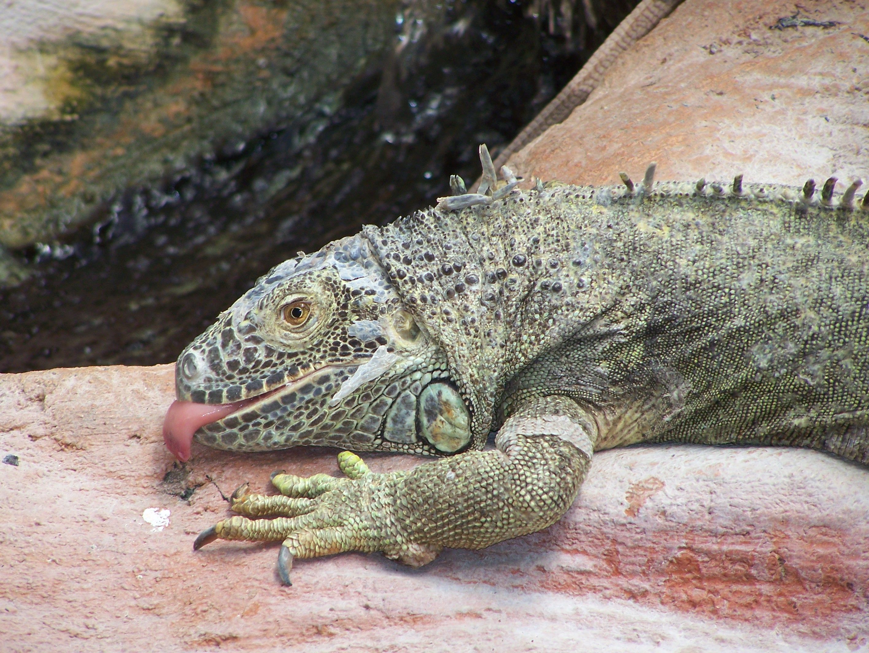 Wallpapers Animals Lizards - Iguanas 