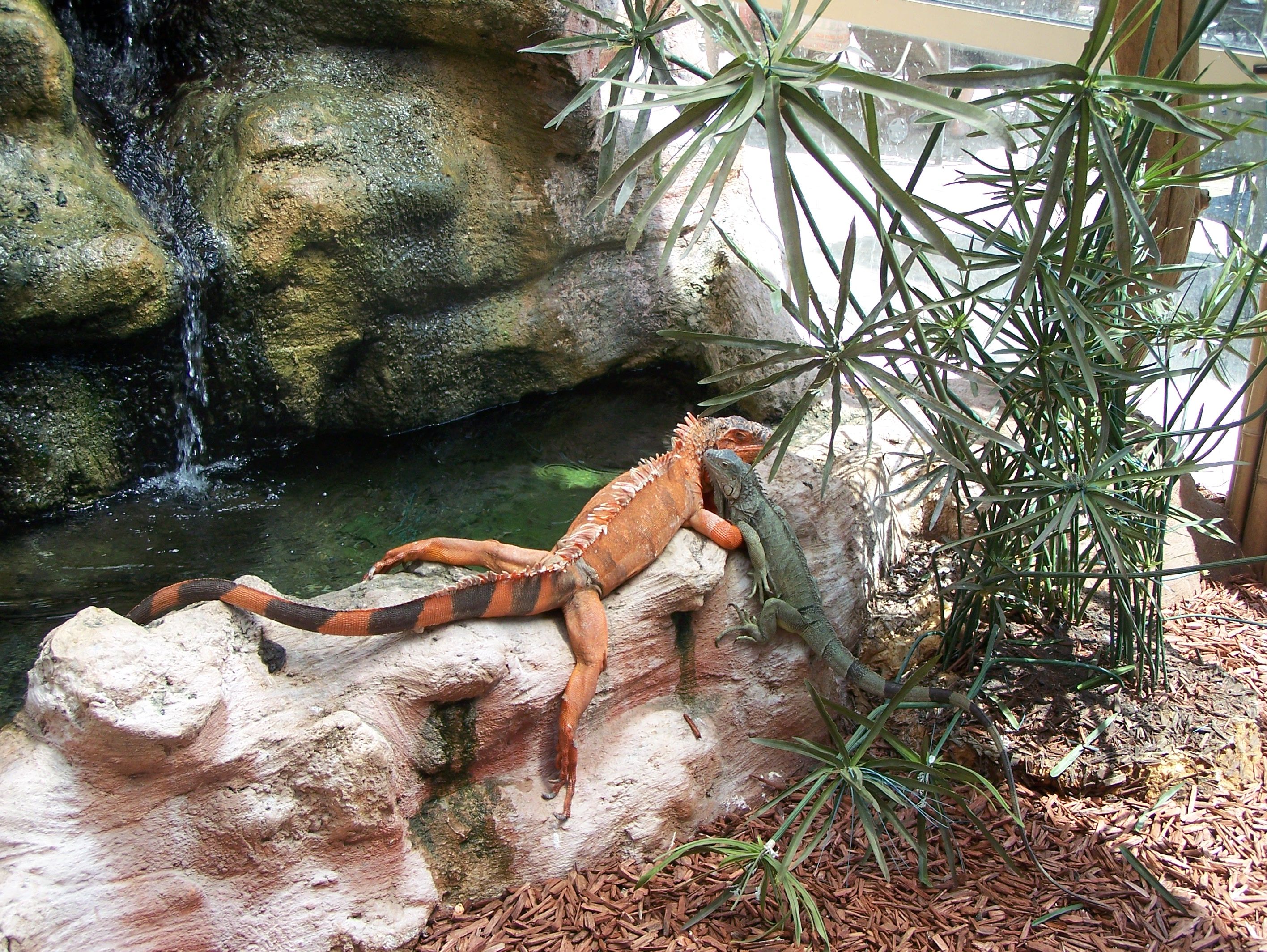 Fonds d'cran Animaux Lzards - Iguanes 