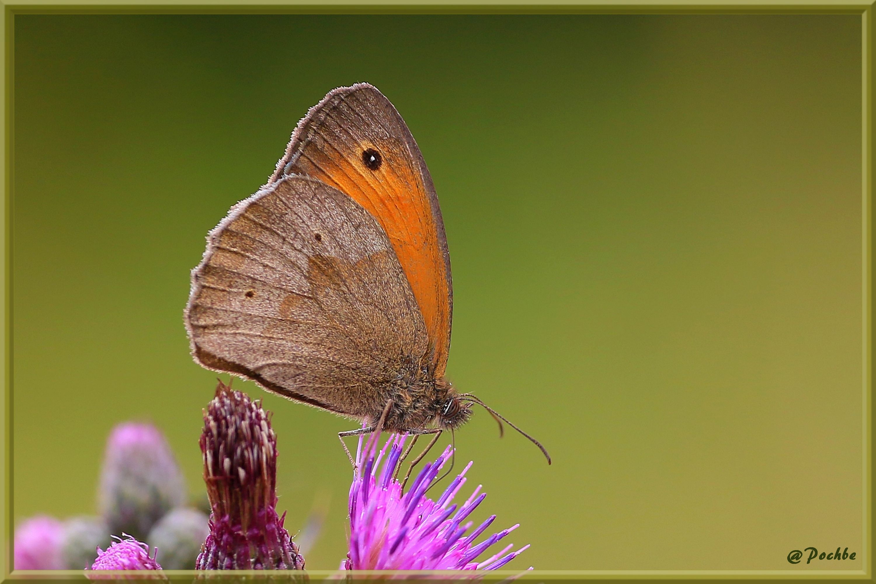 Fonds d'cran Animaux Insectes - Papillons 