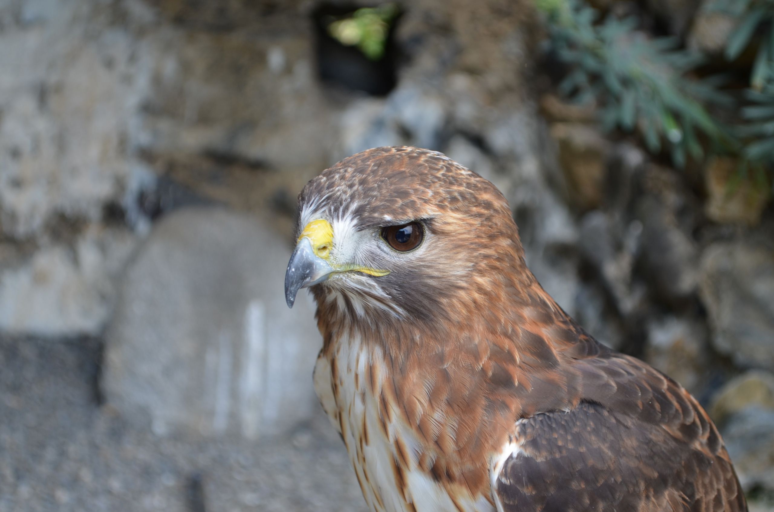 Fonds d'cran Animaux Oiseaux - Buses 