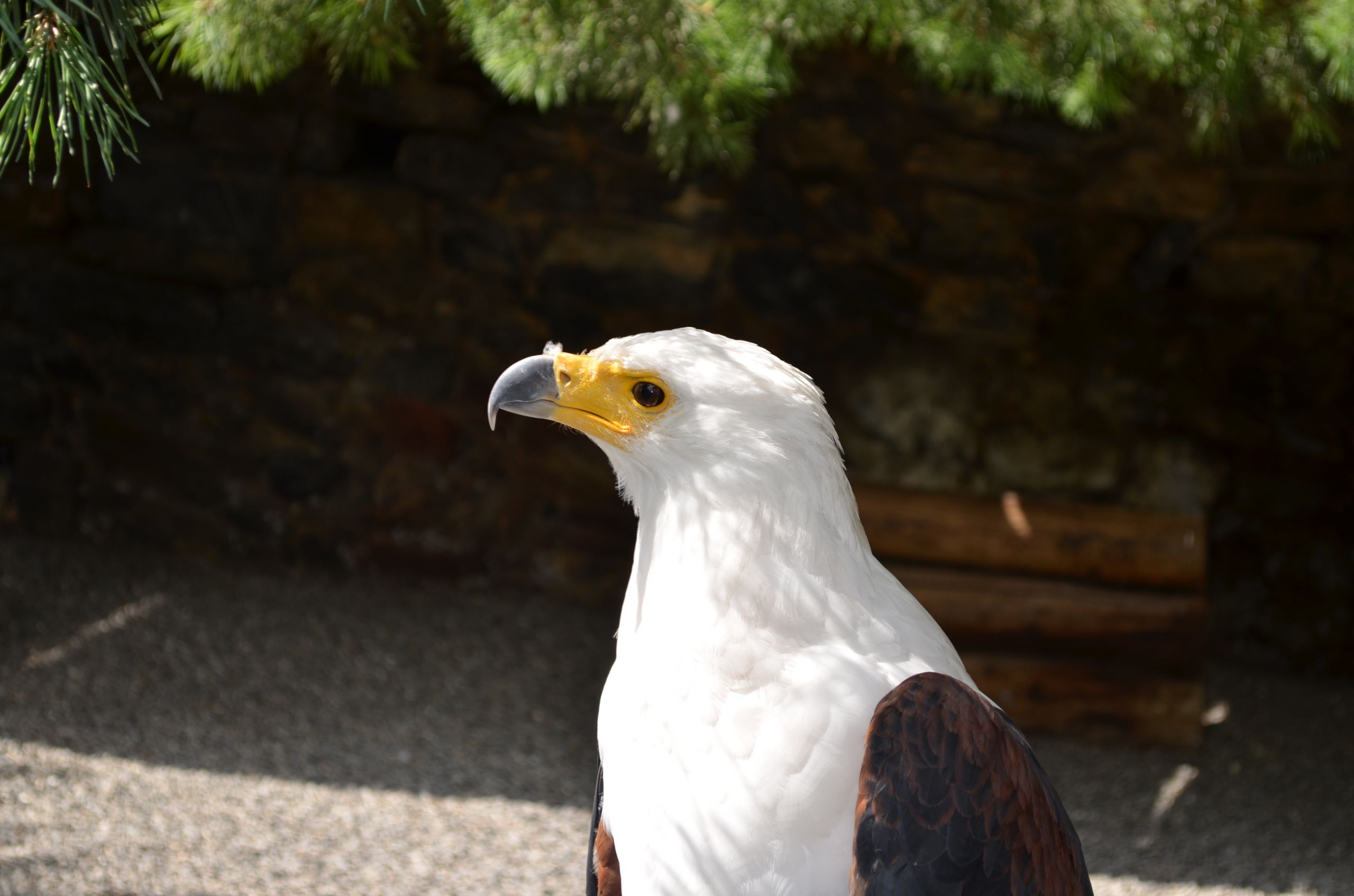 Wallpapers Animals Birds - Eagles 