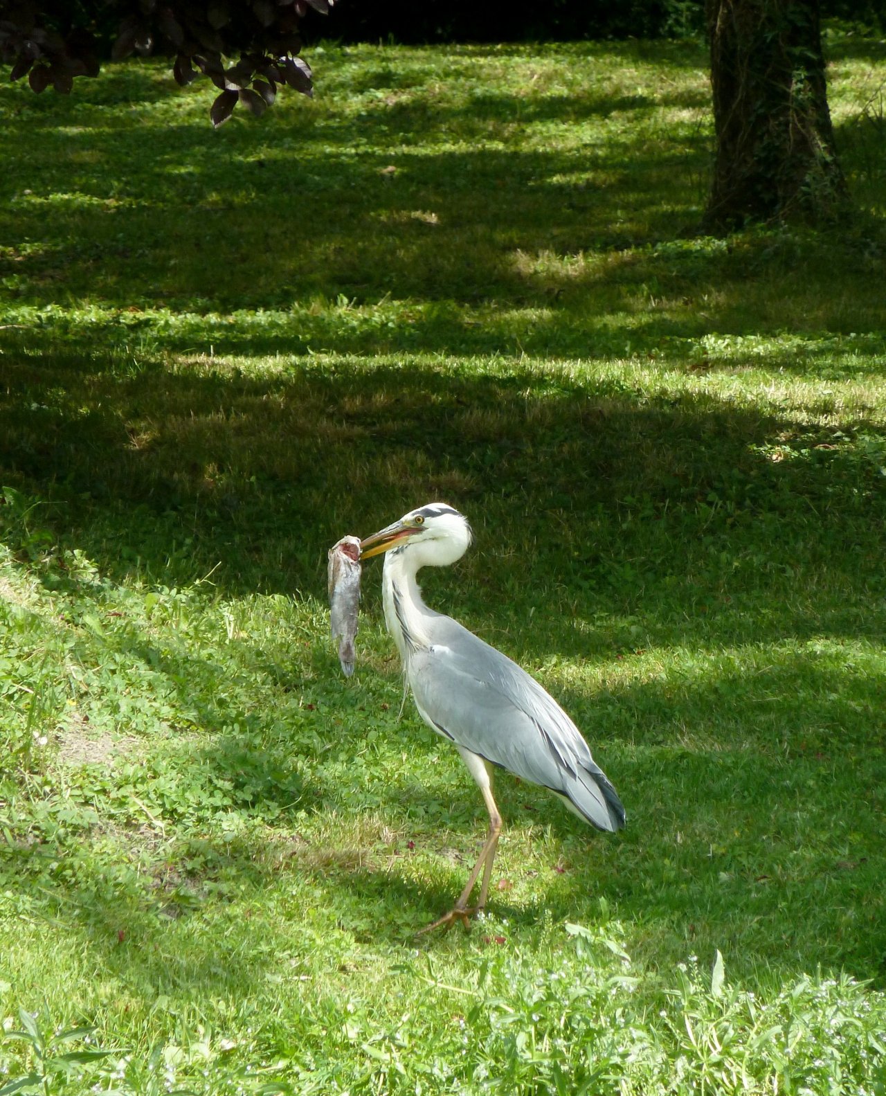 Wallpapers Animals Birds - Herons Bon apptit.........