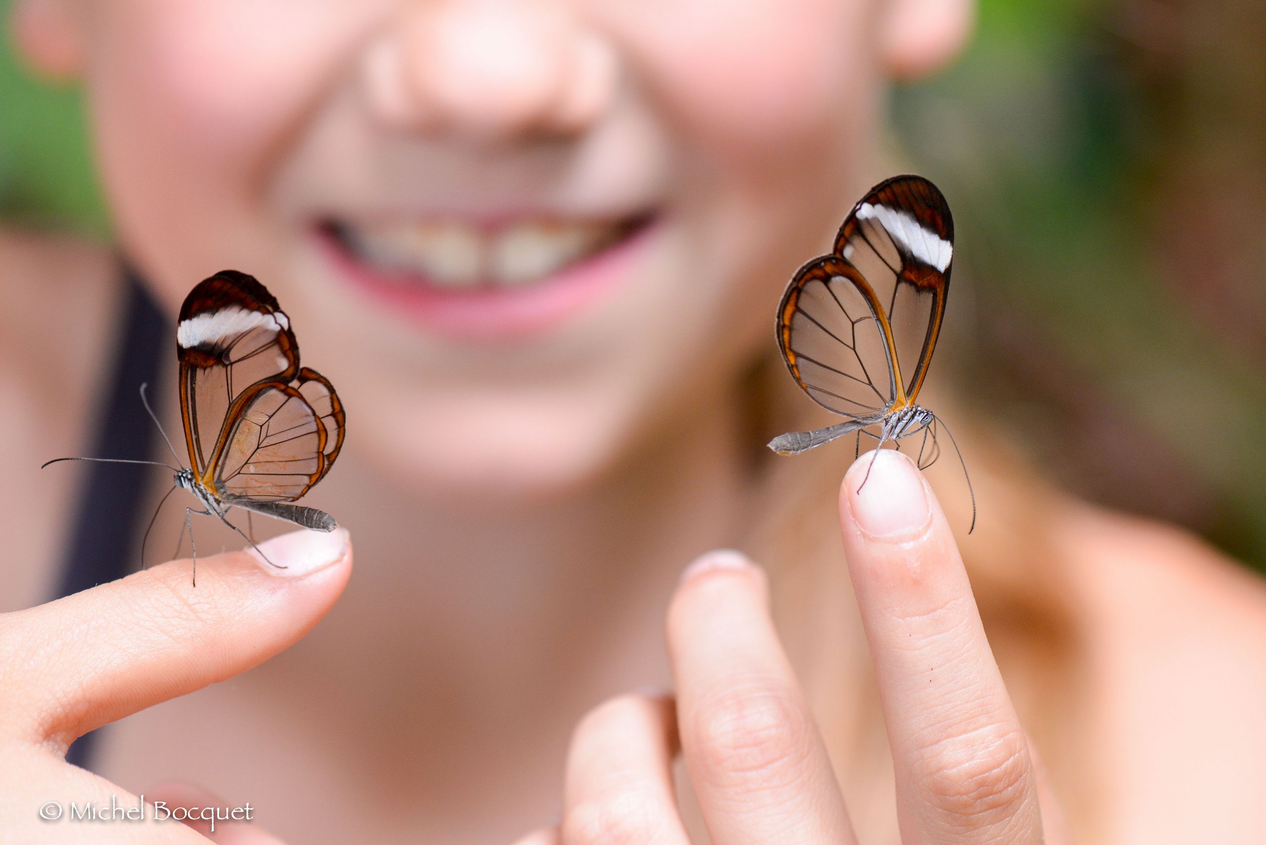 Wallpapers Animals Insects - Butterflies Papillon exotique