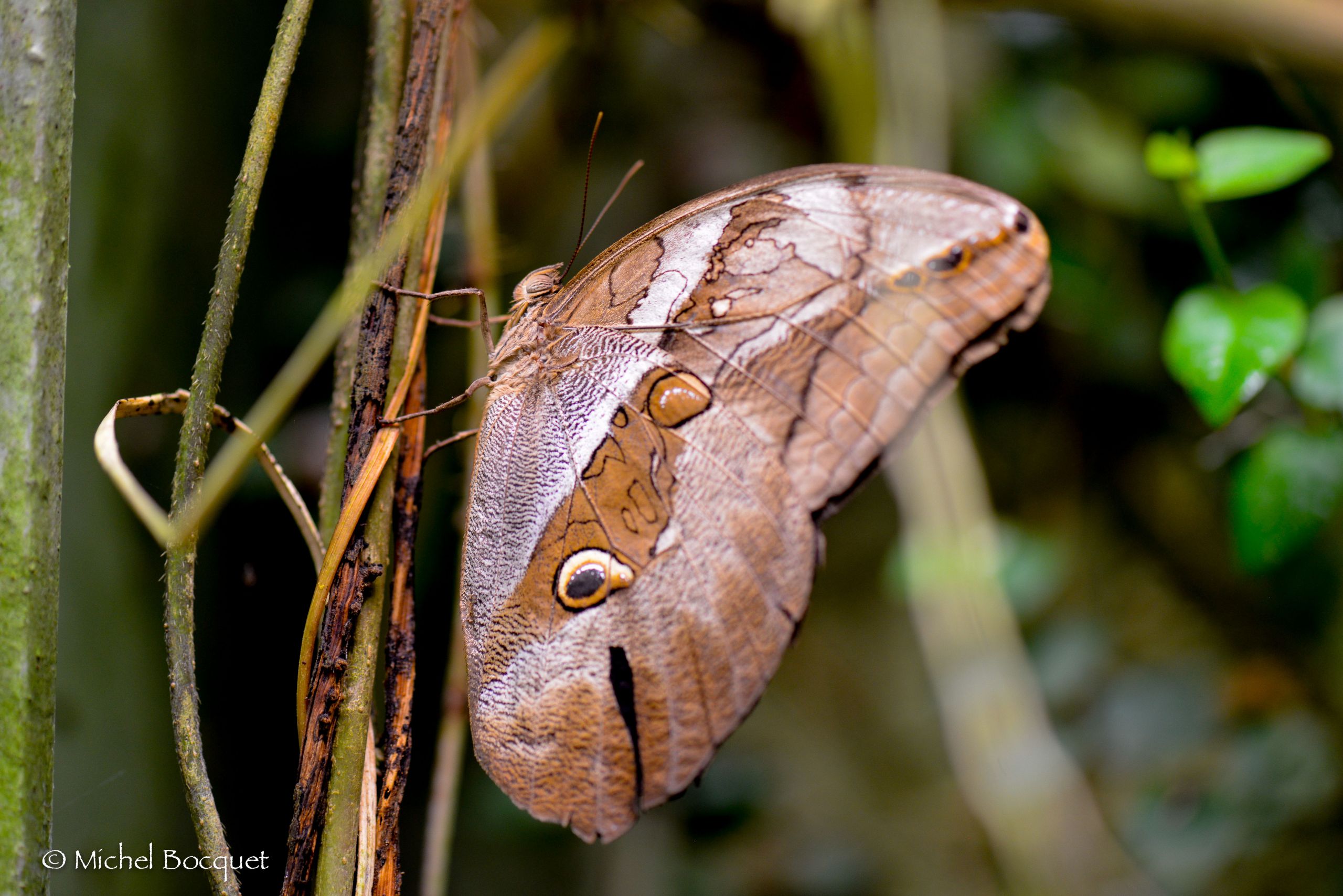 Fonds d'cran Animaux Insectes - Papillons Papillon exotique