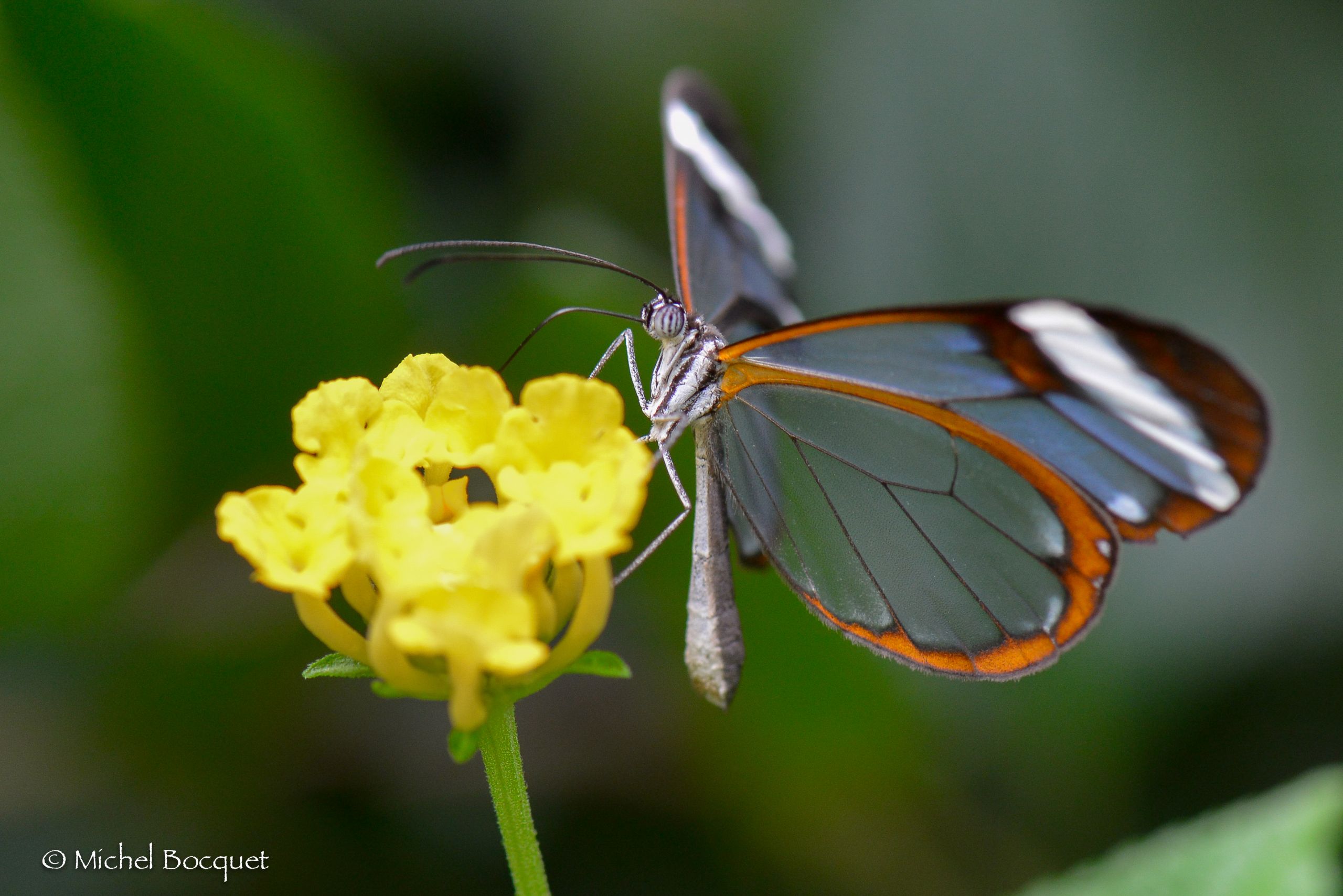 Fonds d'cran Animaux Insectes - Papillons Papillon exotique