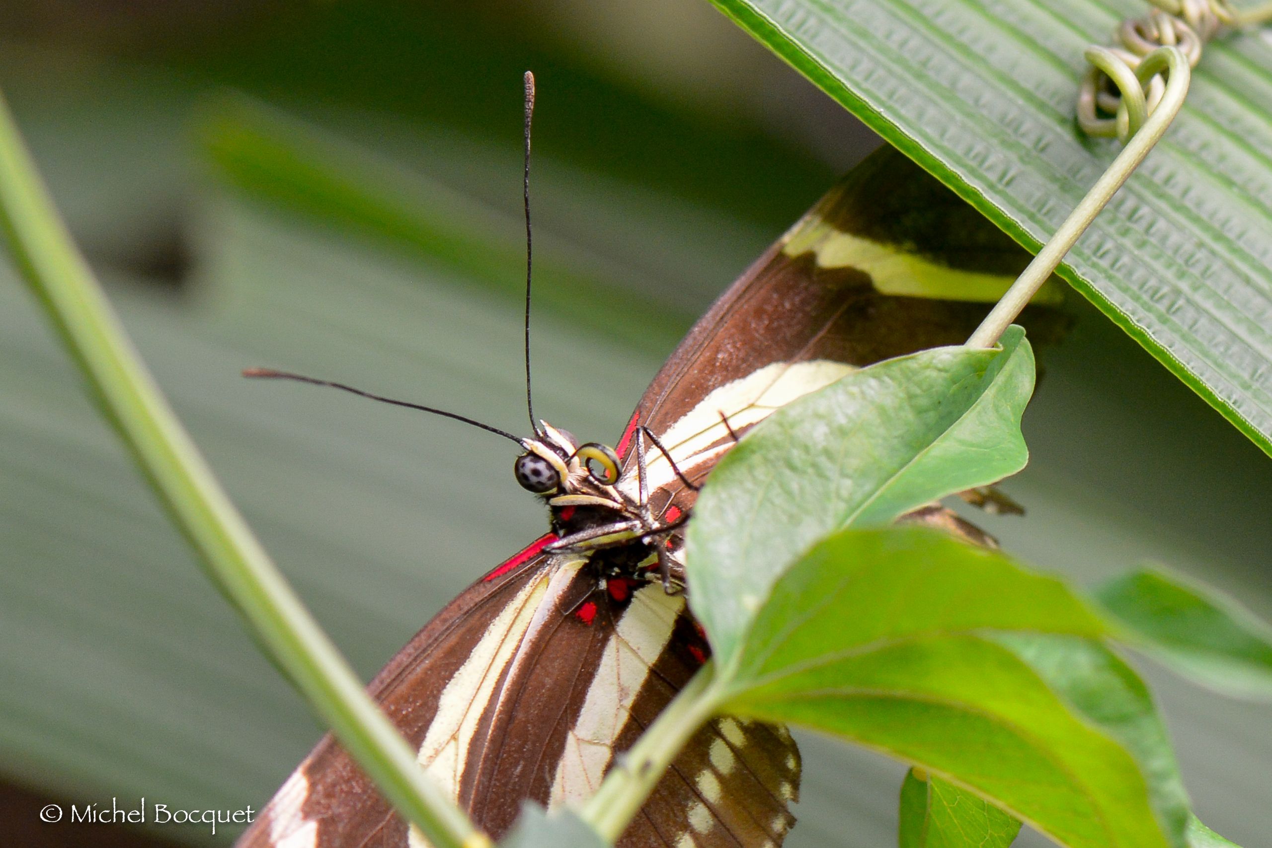 Fonds d'cran Animaux Insectes - Papillons Papillon exotique