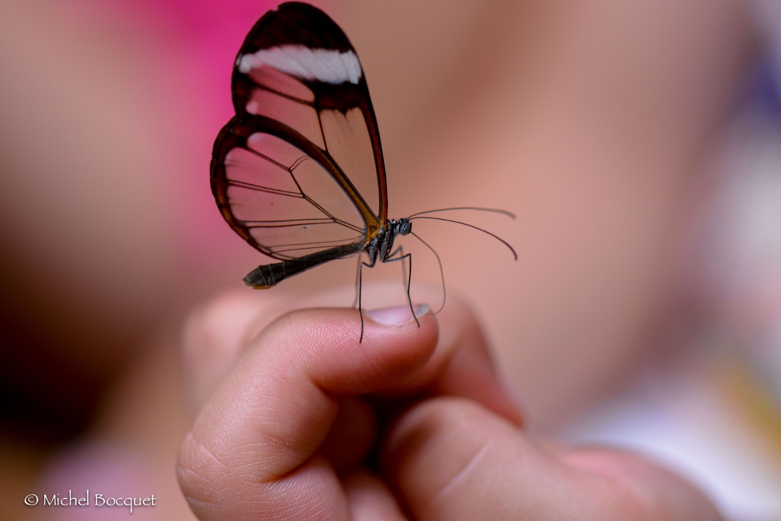 Fonds d'cran Animaux Insectes - Papillons Papillon exotique