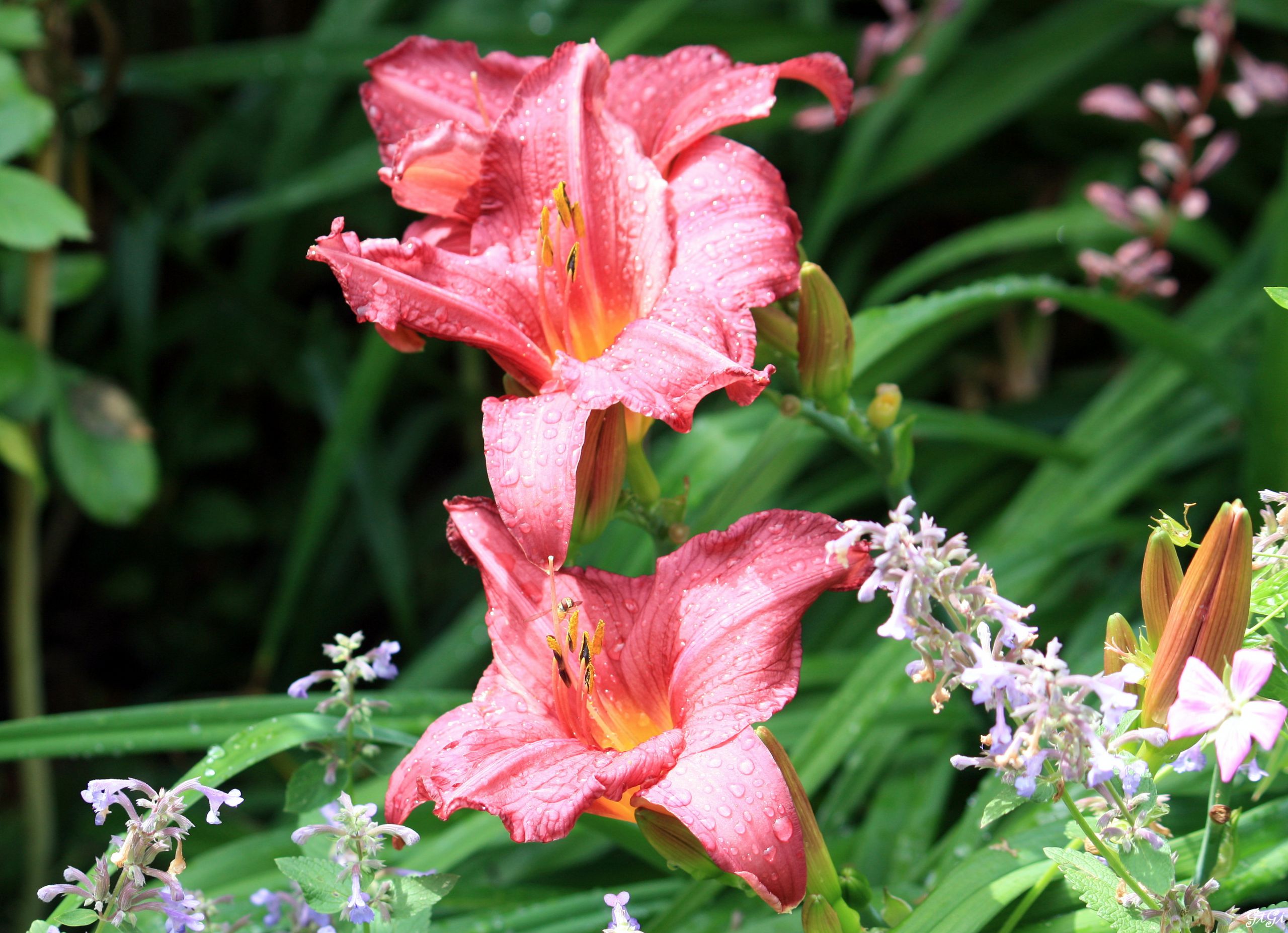 Fonds d'cran Nature Fleurs Le jardin romantique de Dina Deferme