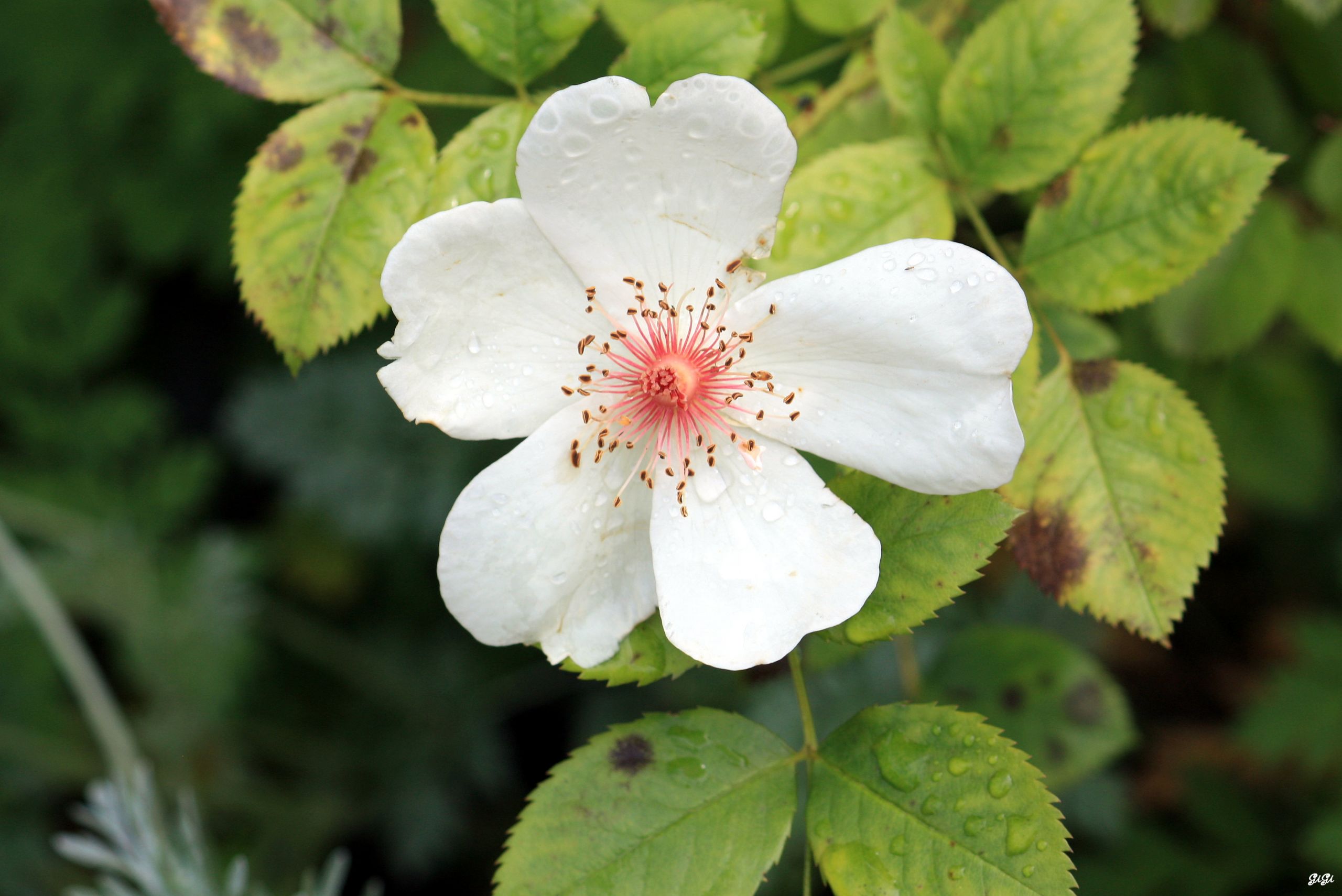 Fonds d'cran Nature Fleurs Le jardin romantique de Dina Deferme