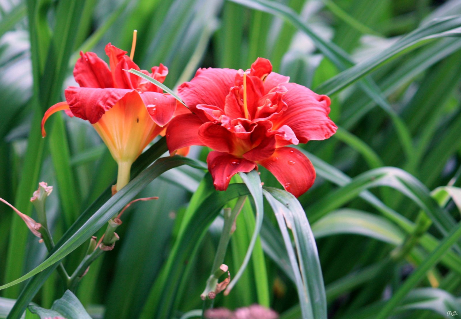 Fonds d'cran Nature Fleurs Le jardin romantique de Dina Deferme