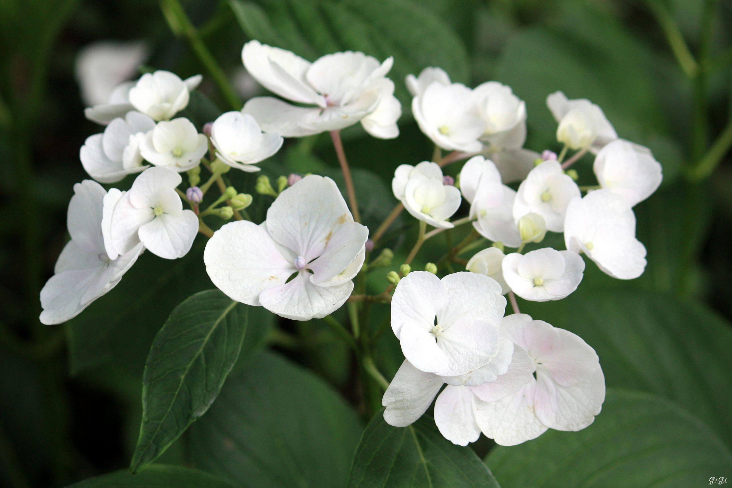 Fonds d'cran Nature Fleurs Le jardin romantique de Dina Deferme