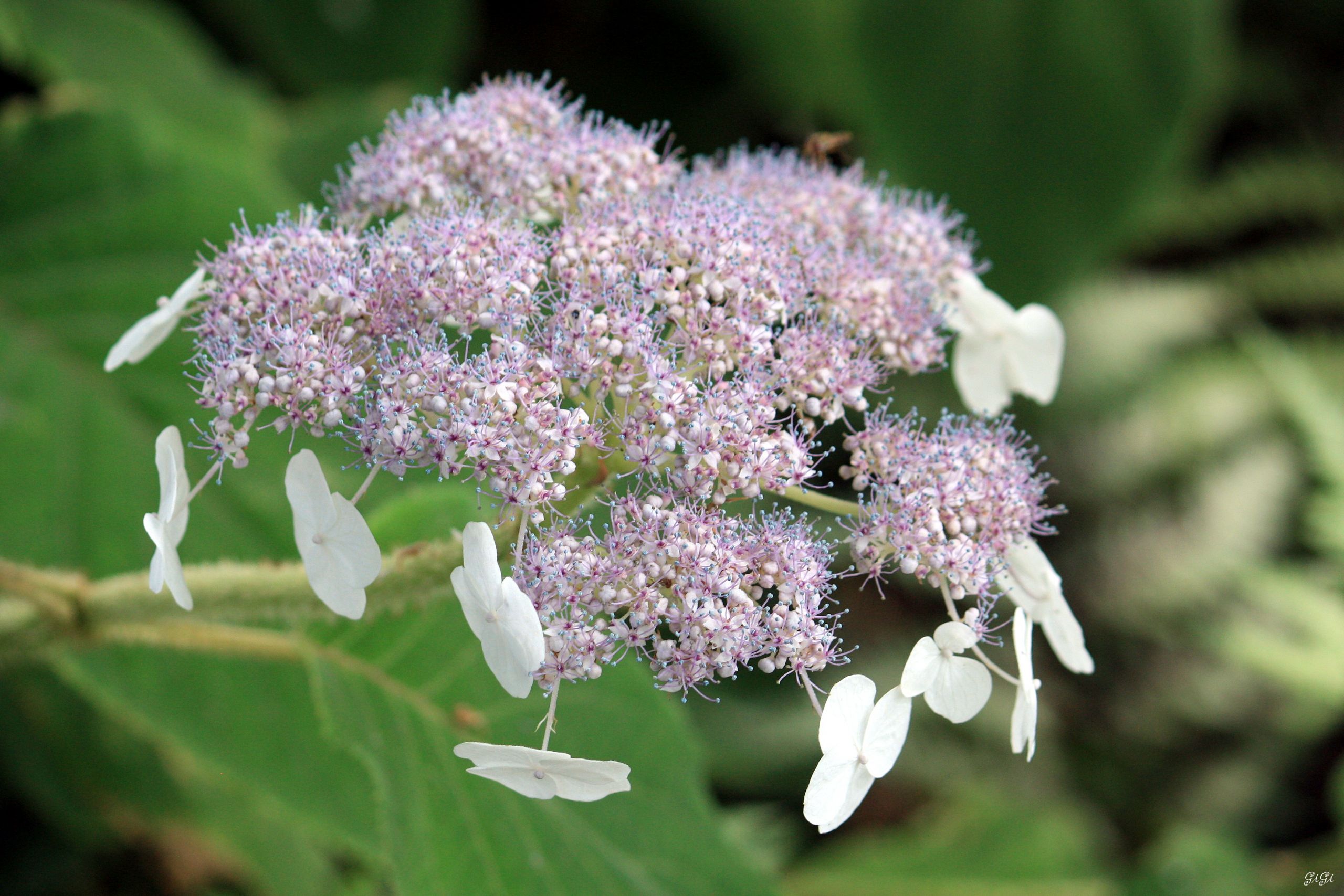 Fonds d'cran Nature Fleurs Le jardin romantique de Dina Deferme