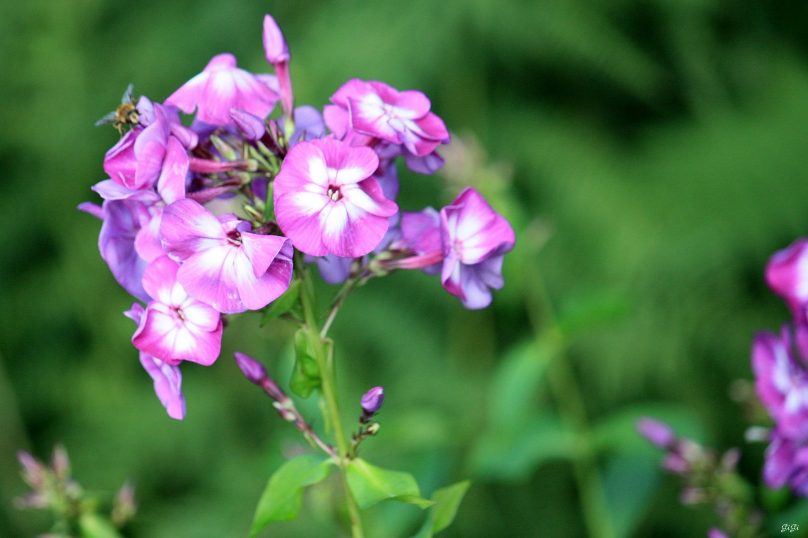 Fonds d'cran Nature Fleurs Le jardin romantique de Dina Deferme