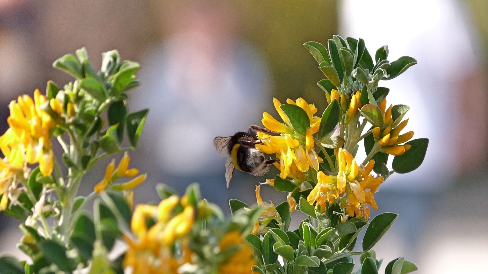 Fonds d'cran Animaux Insectes - Abeilles Gupes ... Bourdon au travail