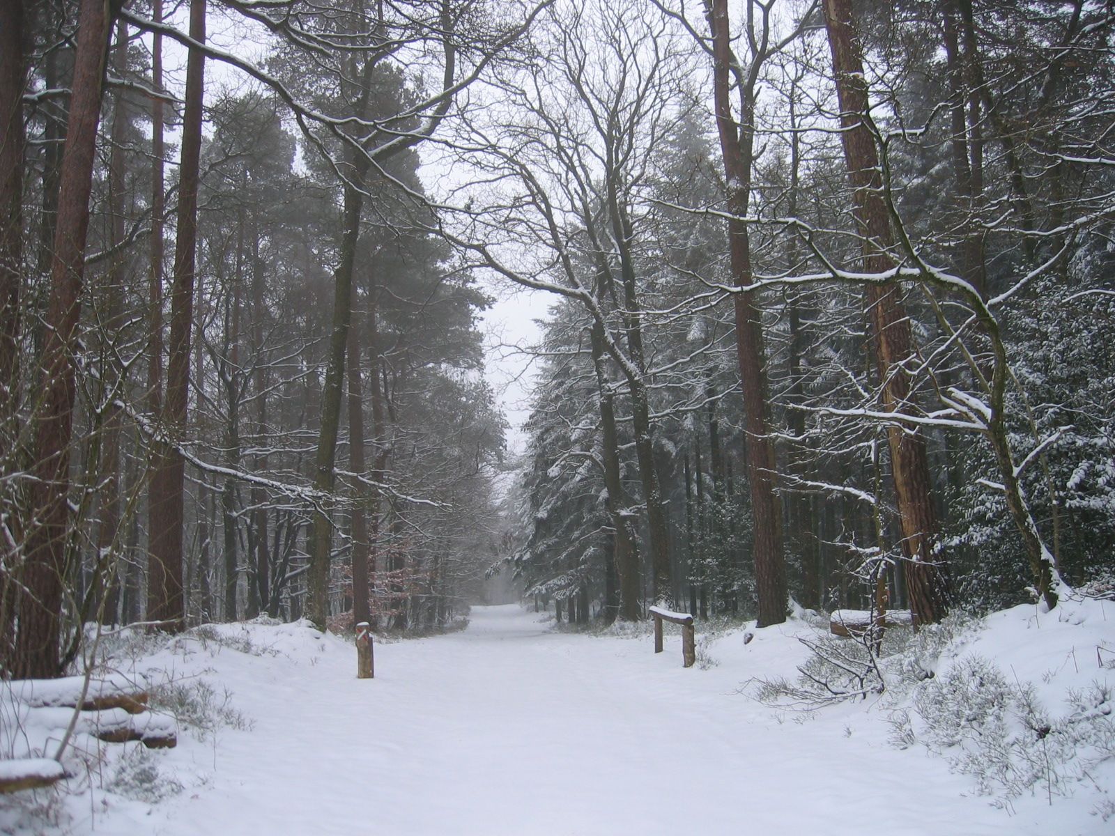 Fonds d'cran Nature Arbres - Forts Forêt enneigée