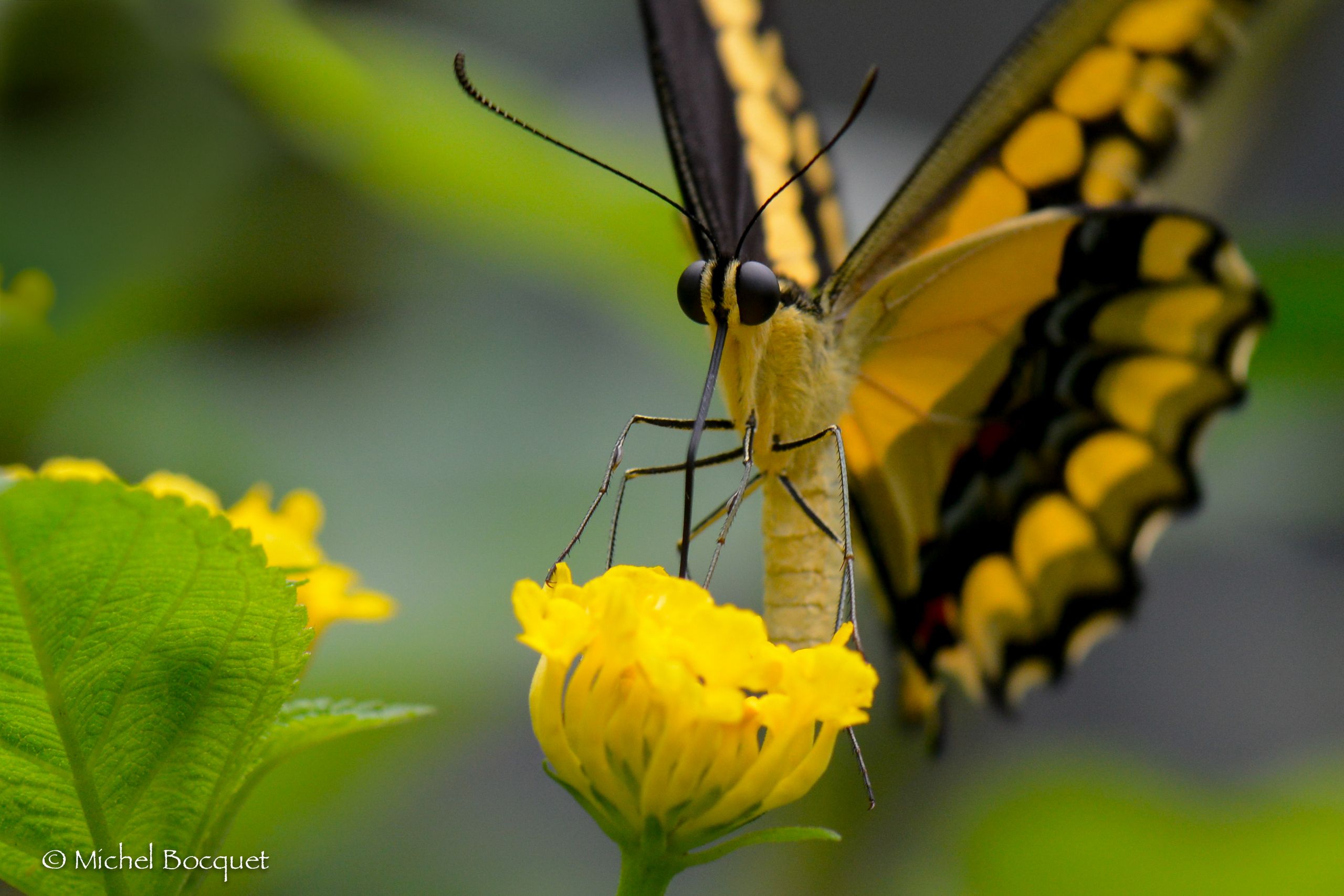 Fonds d'cran Animaux Insectes - Papillons Papillons