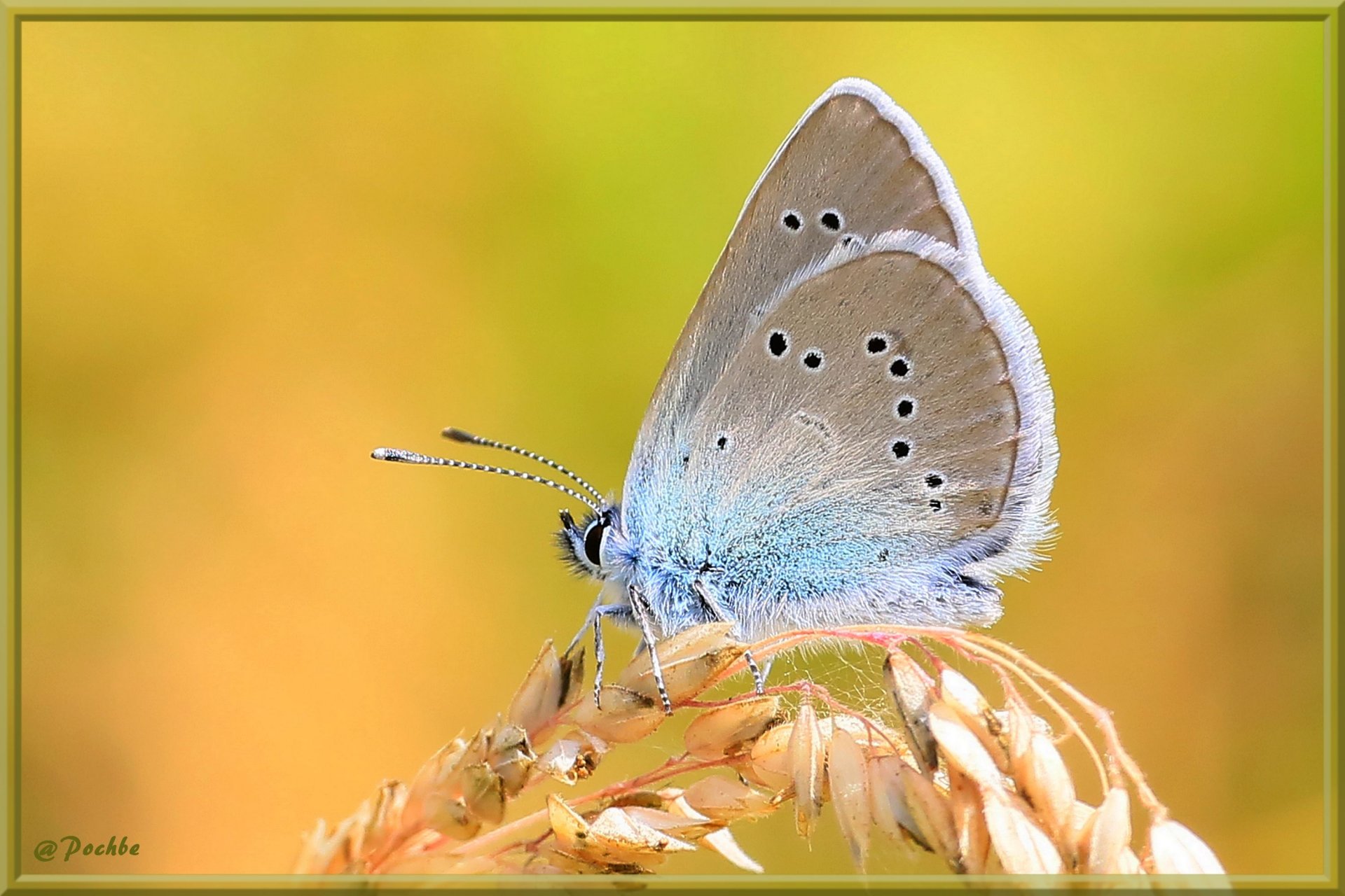 Wallpapers Animals Insects - Butterflies 