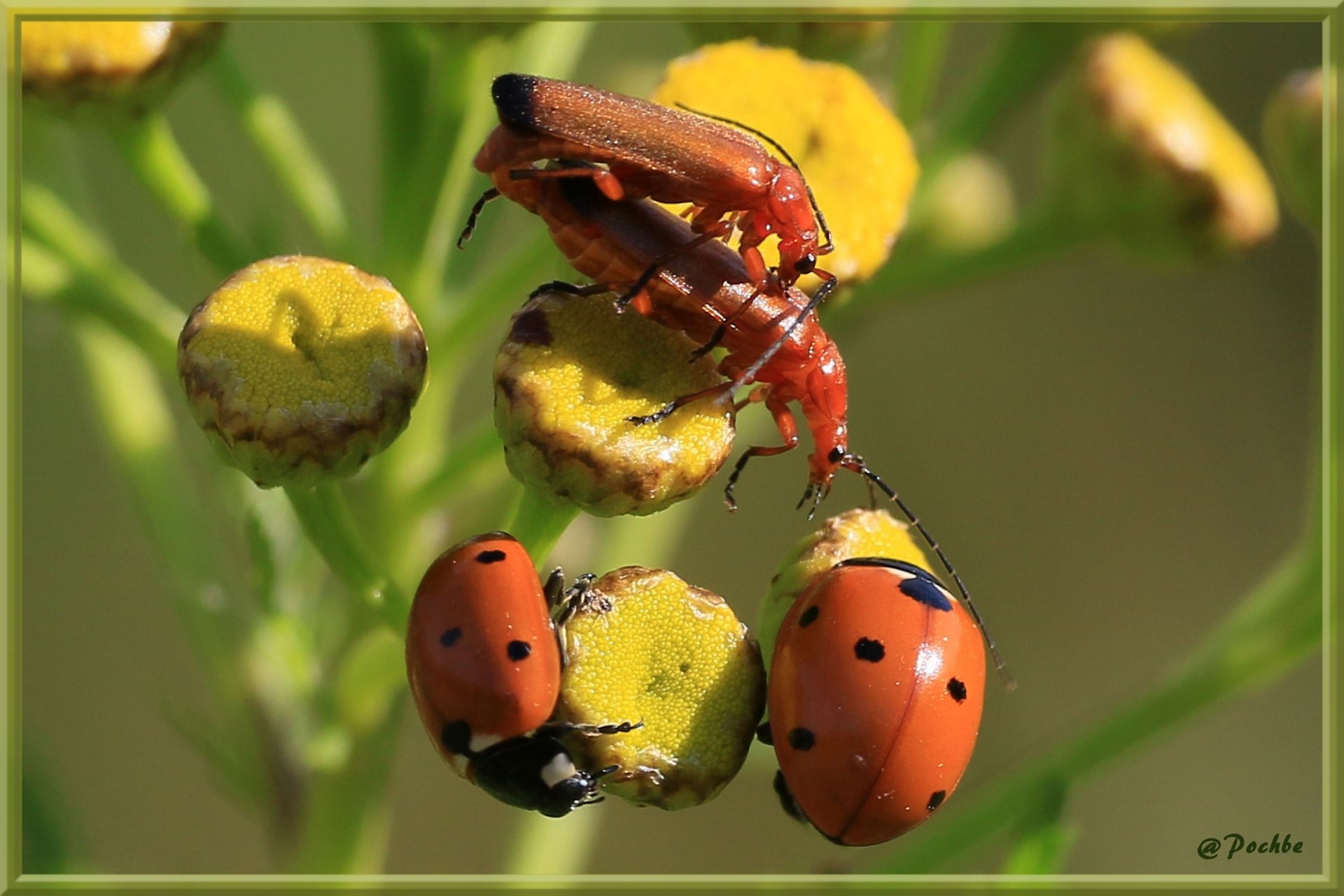 Wallpapers Animals Insects - Ladybugs 