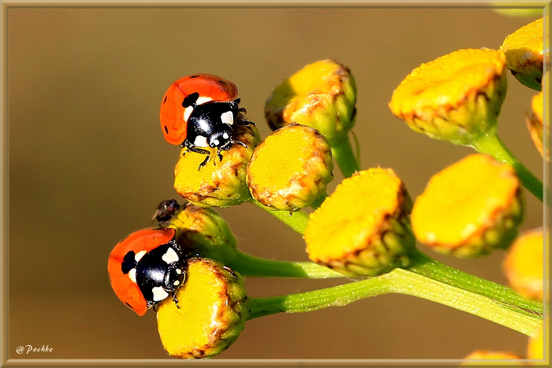 Wallpapers Animals Insects - Ladybugs 